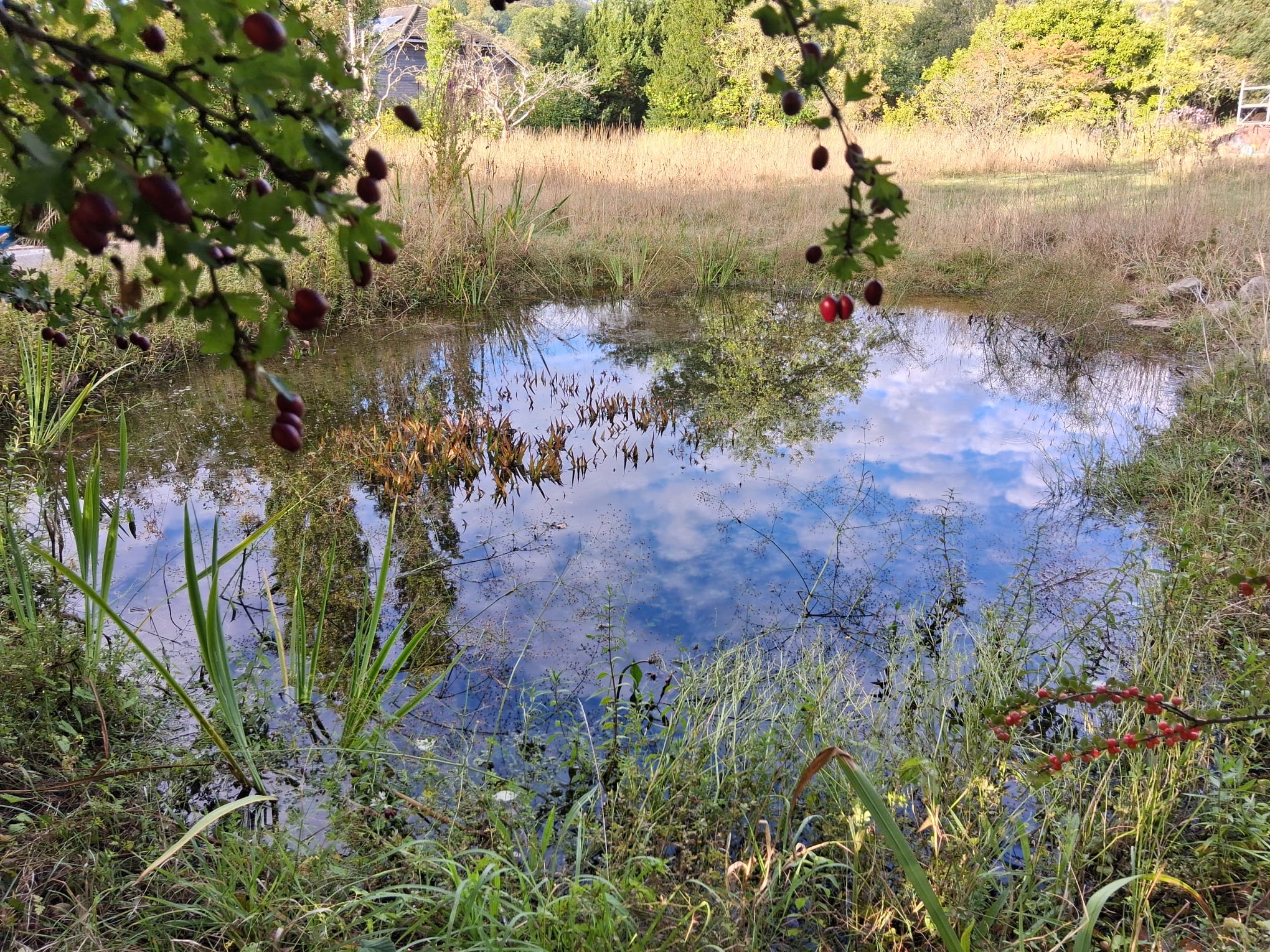 Pond after restoration, by Cathy Greenwell