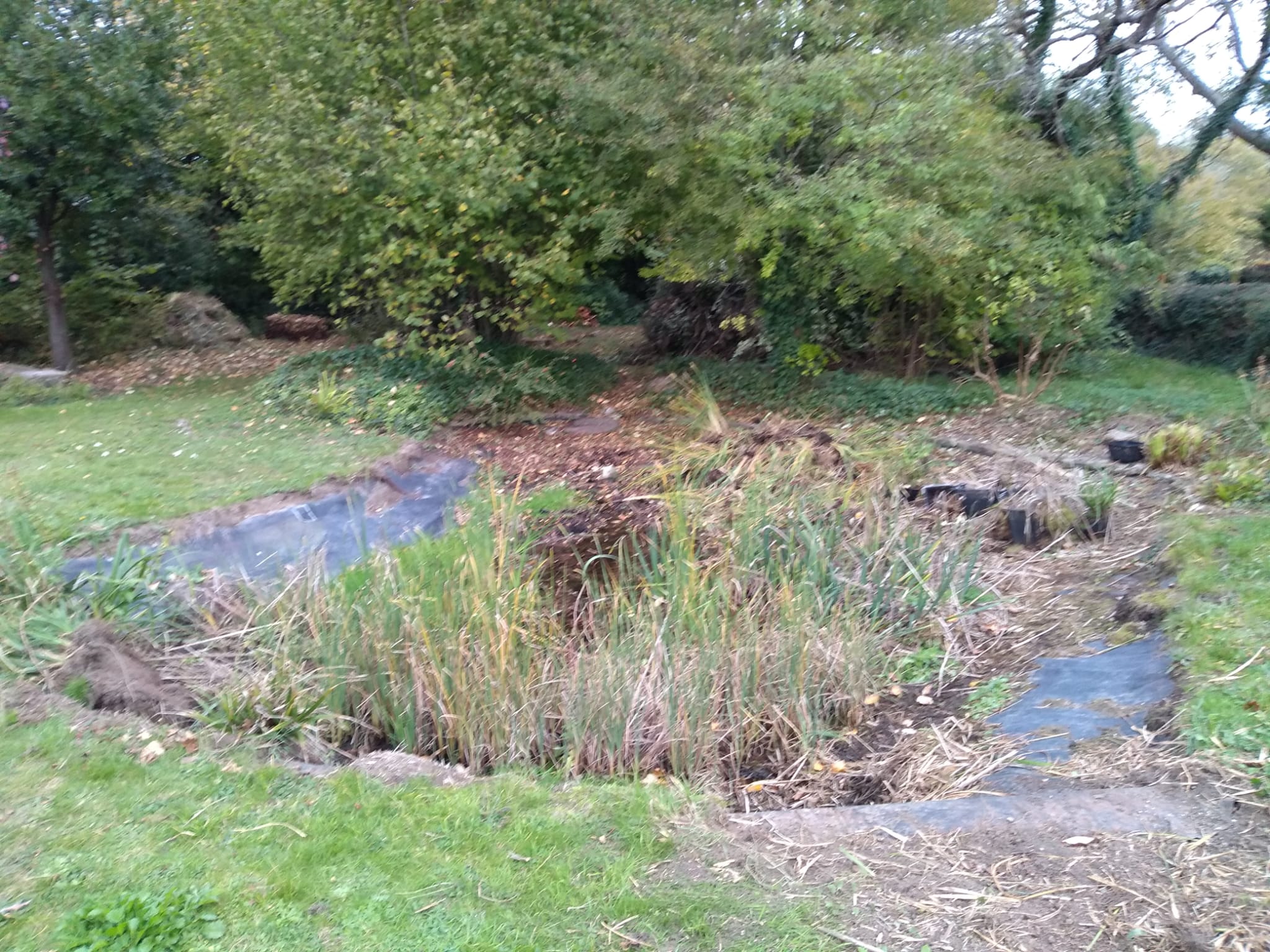 Pond before. by Cathy Greenwell
