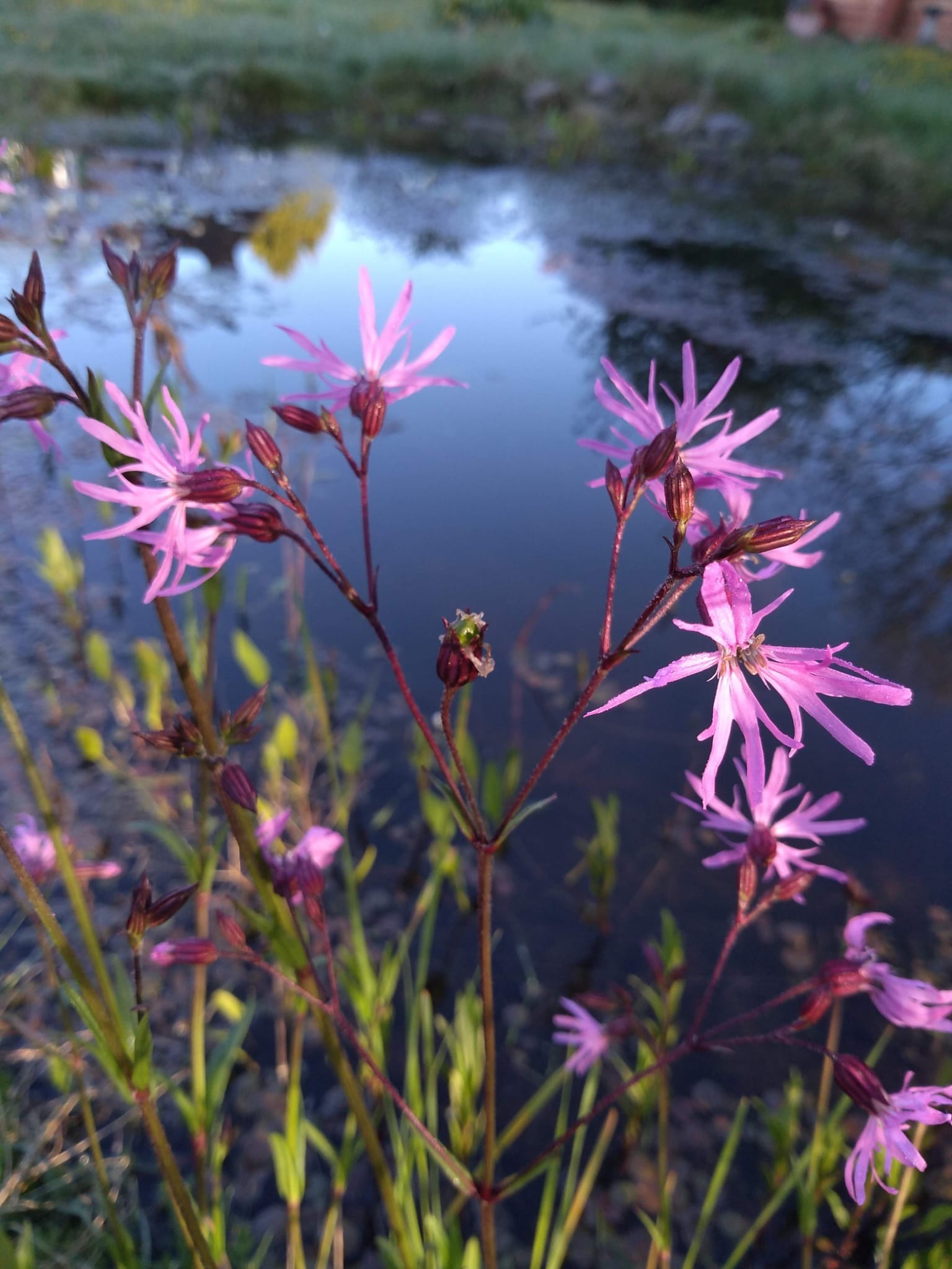 Ragged Robin, by Cathy Greenwell