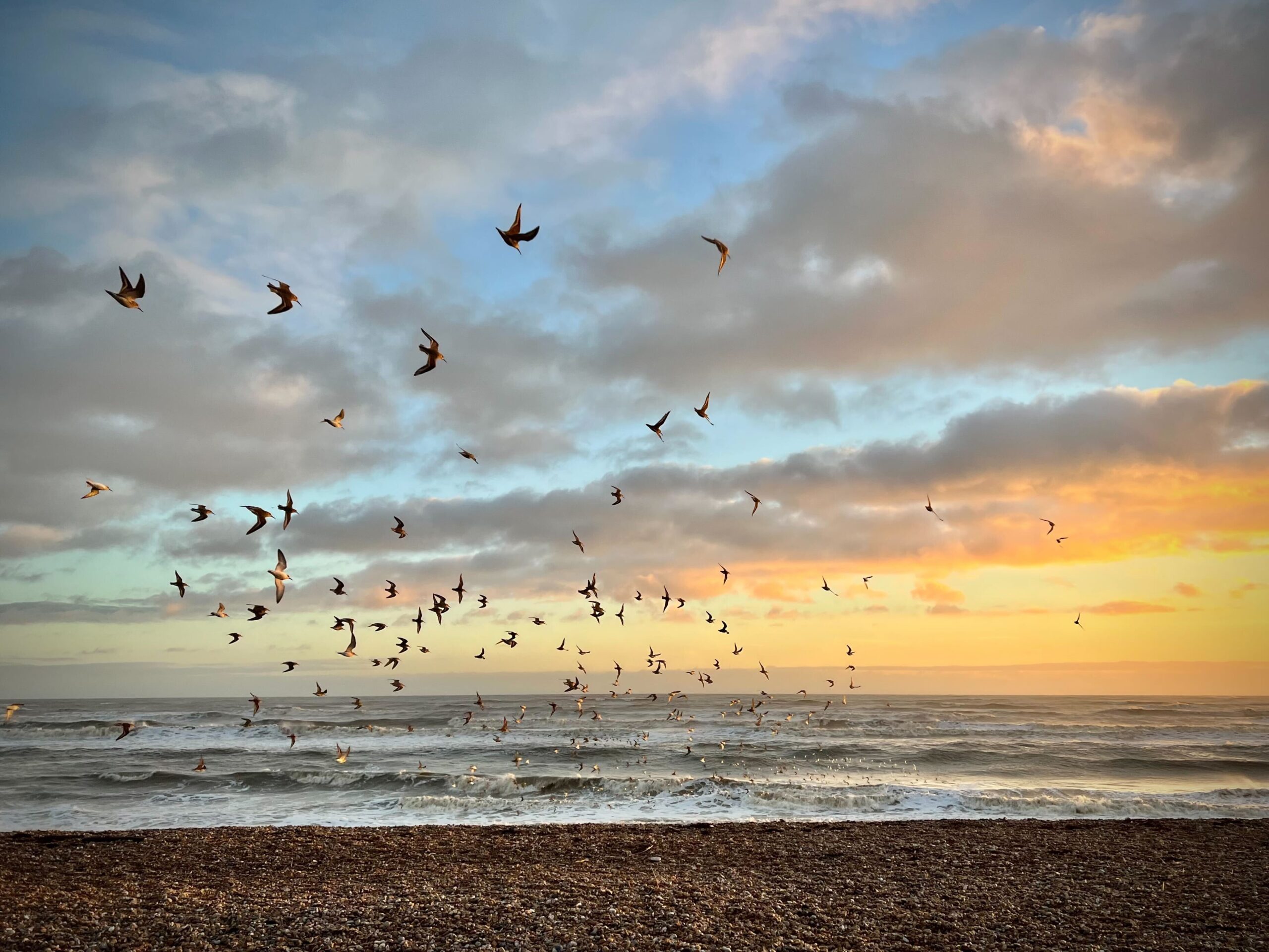 Birds sunset, by Libby Drew