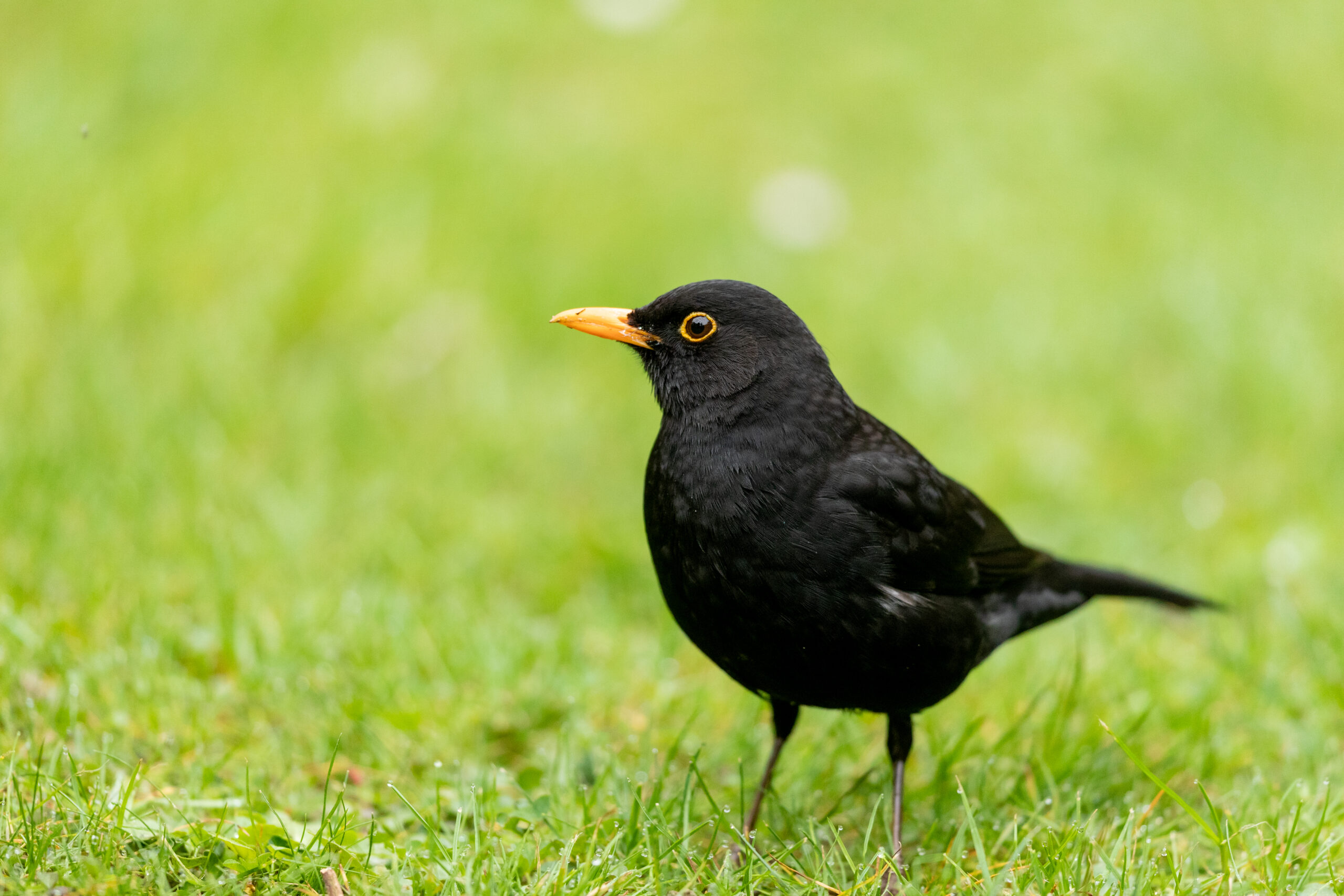Blackbird, by David Oldham