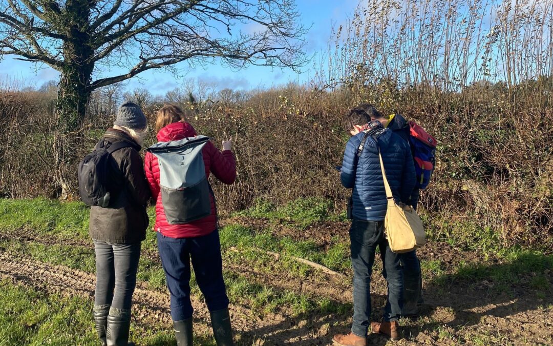 Healthy hedgerow survey, by Sam Joy