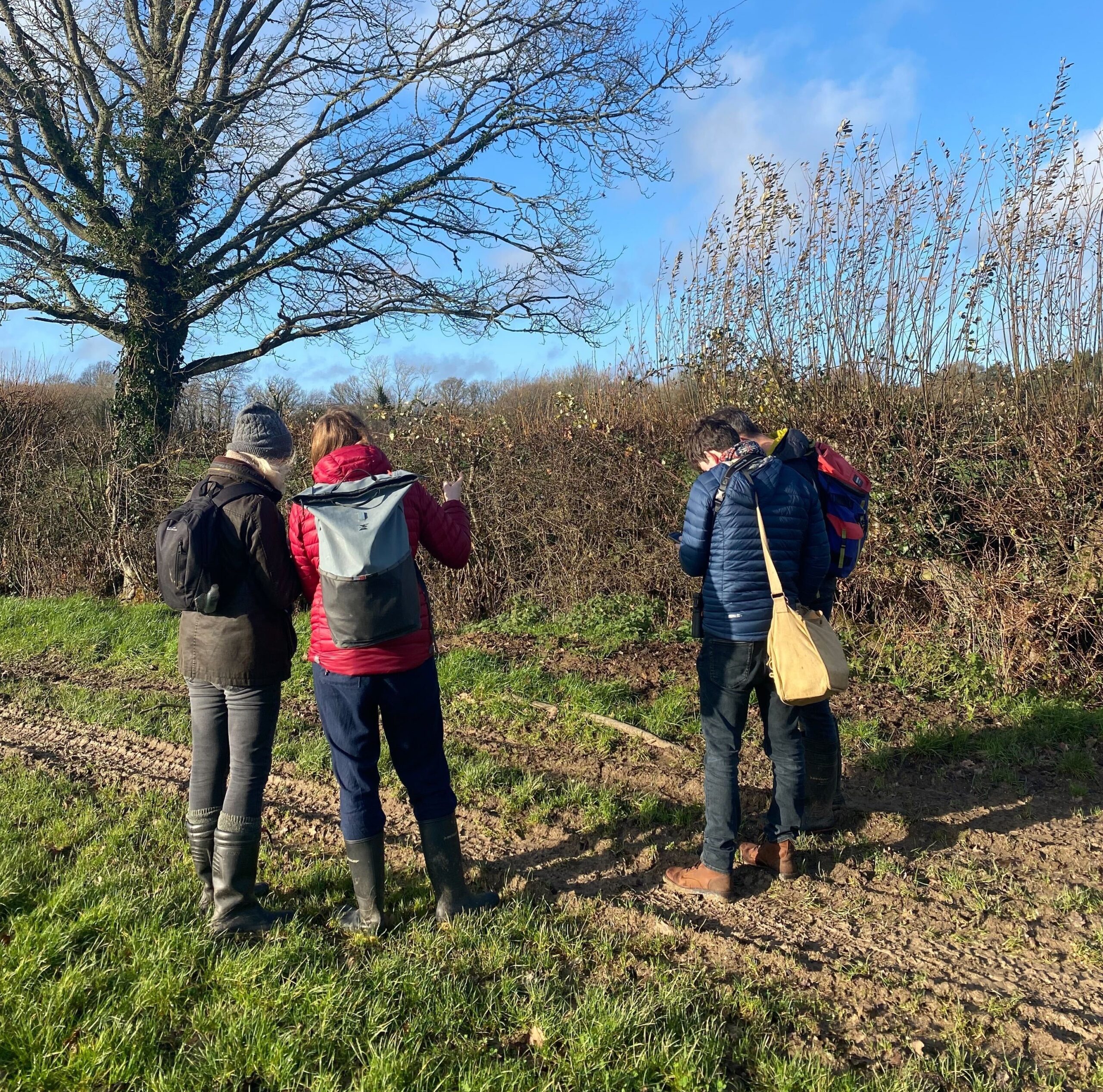 Healthy hedgerow survey, by Sam Joy