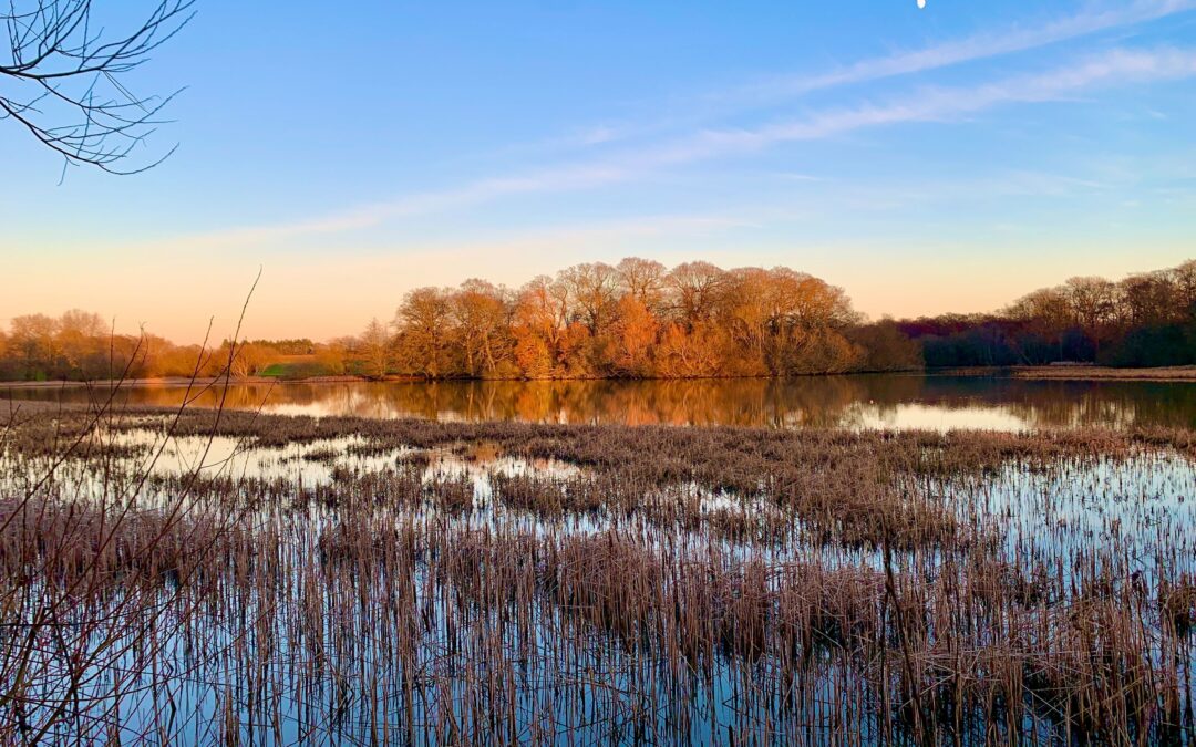 KS3 Science (Biology) – How can rewilding help to restore biodiversity?