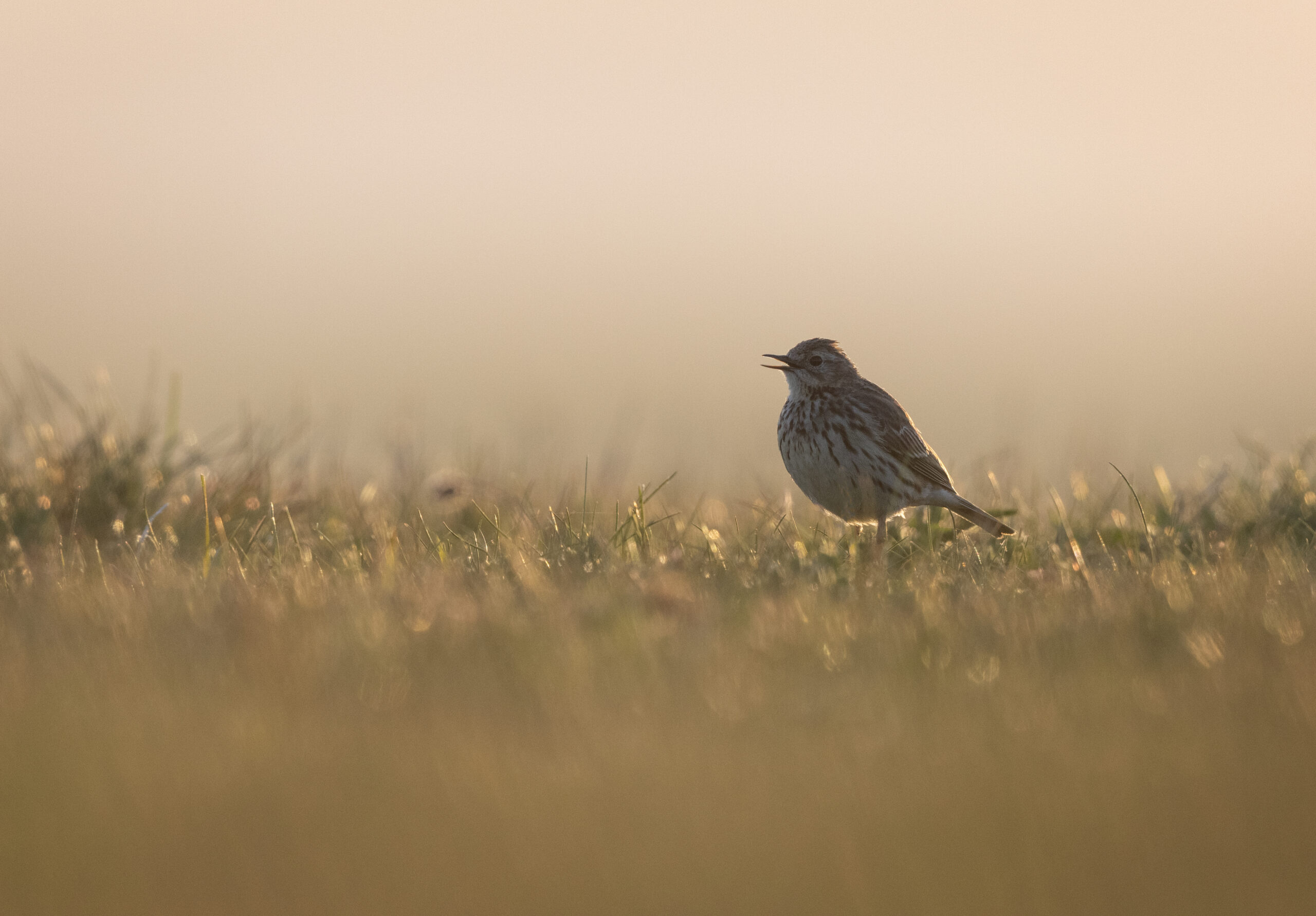 Pipit, by David Oldham