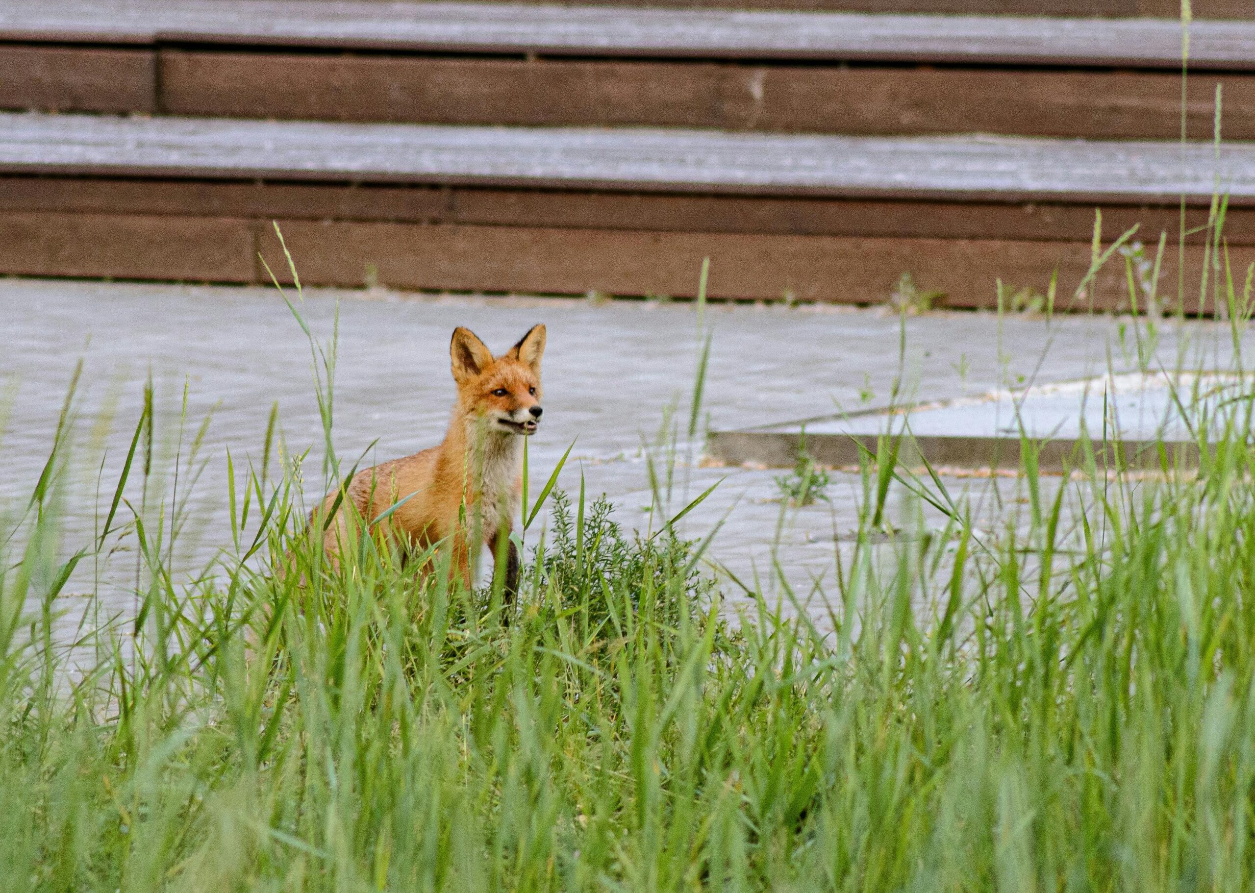 Red fox, Radik, Pexels