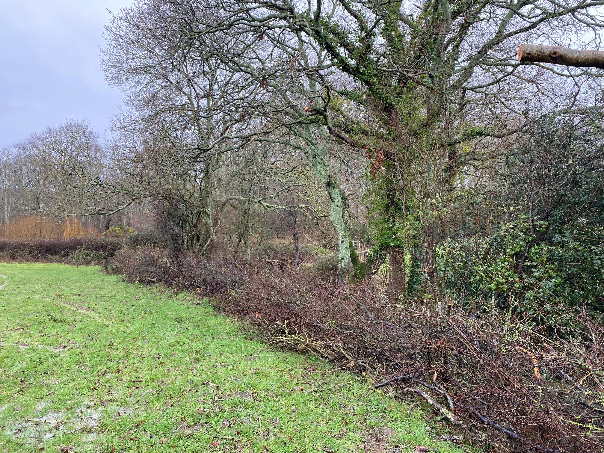 Updated progress. Blackthorn hedgerow laid, by Roots West Sussex