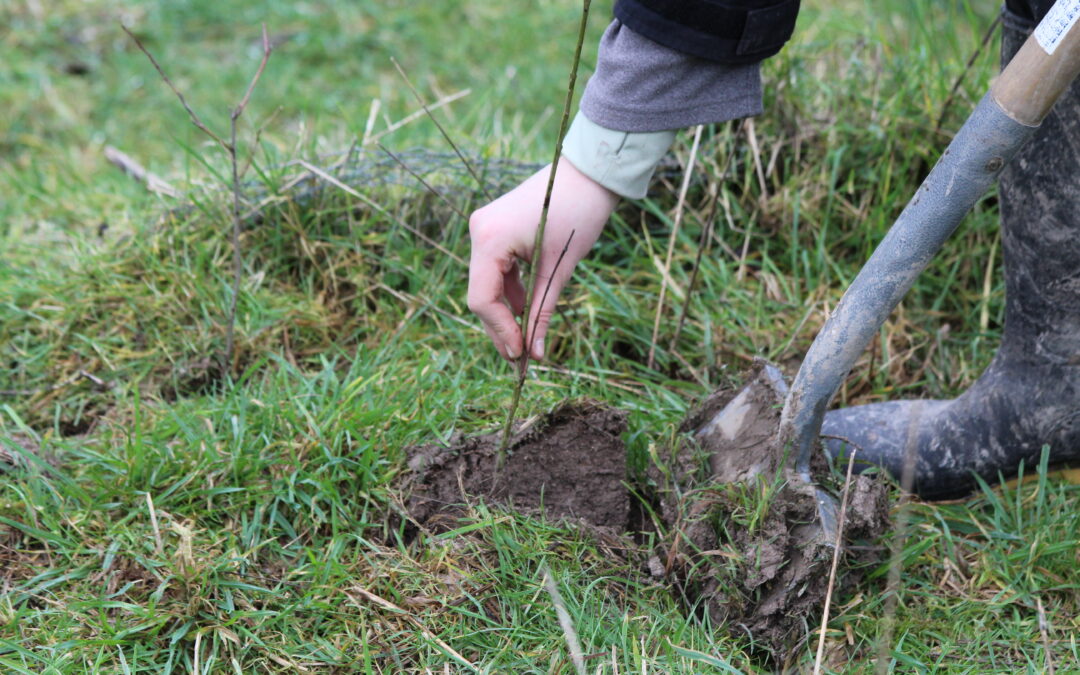 Hedge Creation, Sullington Manor, Sam Joy