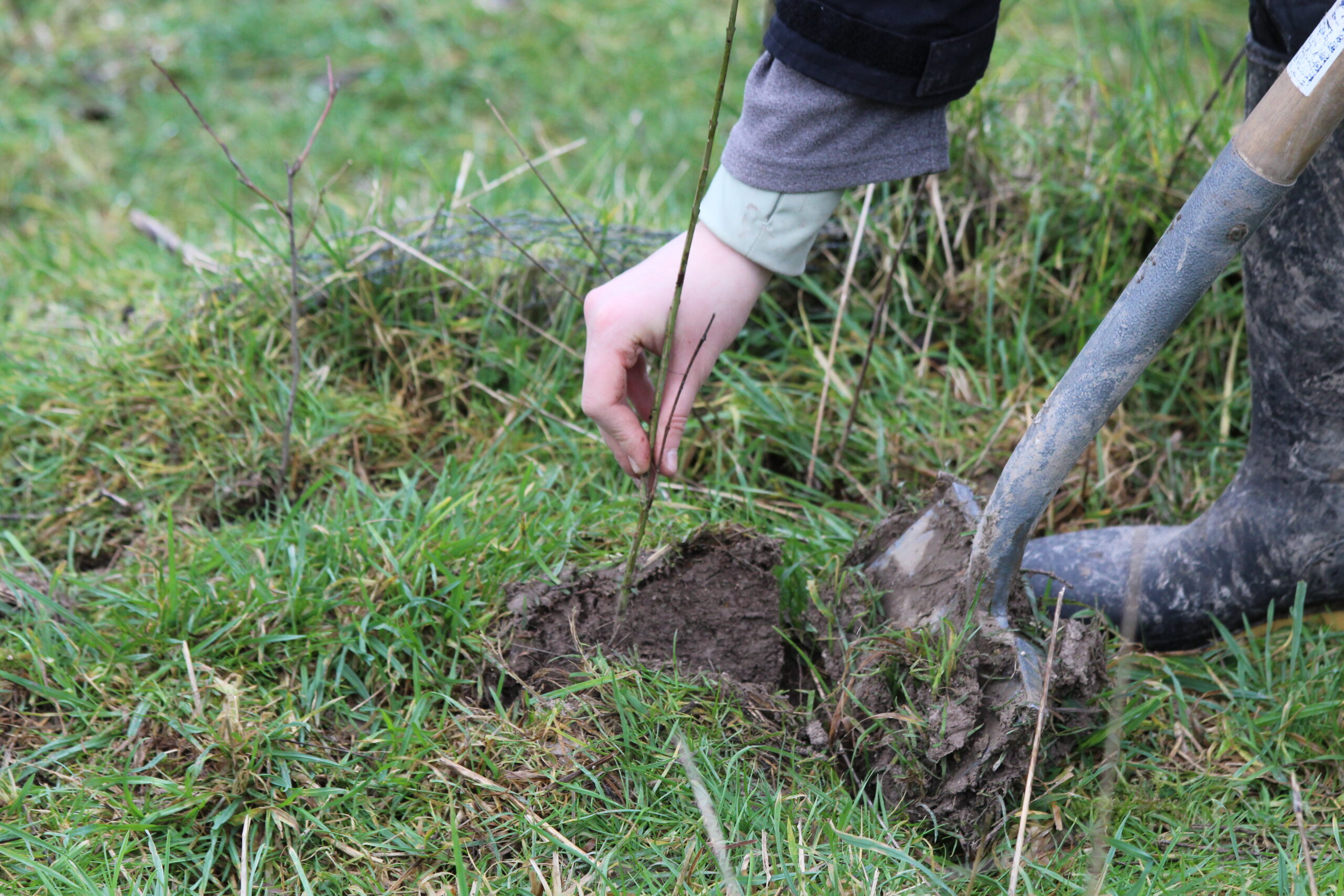 Hedge Creation, Sullington Manor, Sam Joy Hedge Creation, Sullington Manor, Sam Joy