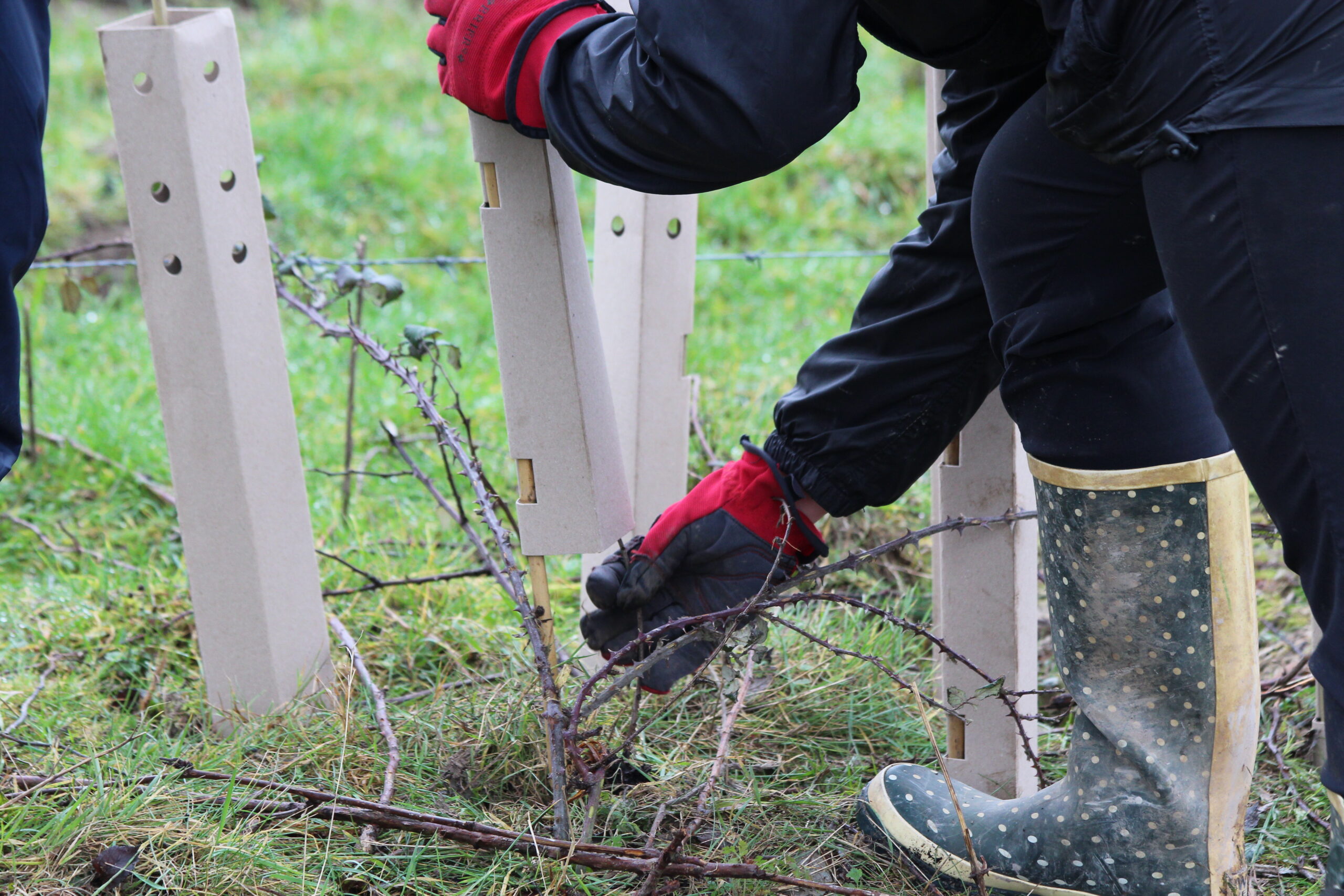 Hedge Creation, Sullington Manor, Sam Joy