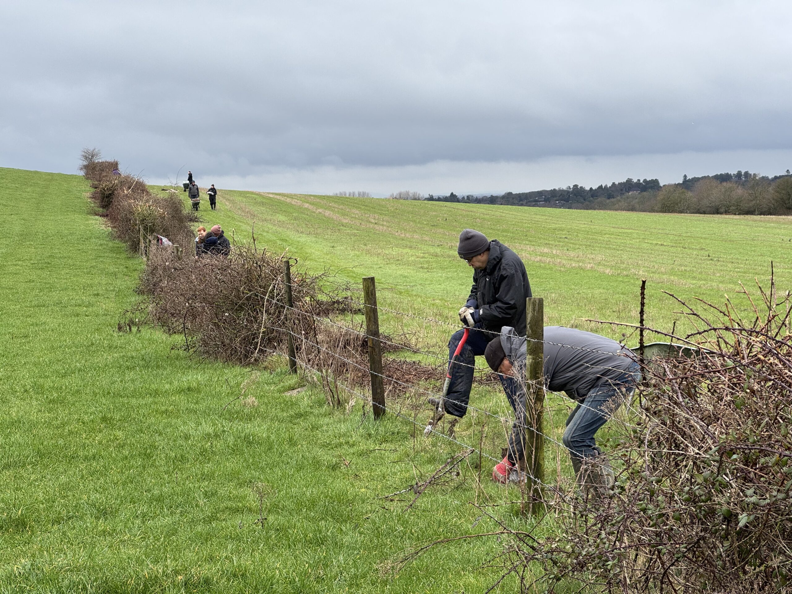 Hedge Creation, Sullington Manor Farm, Tanya Forbes