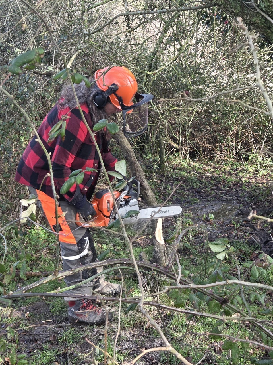 Hedge management, Roots West Sussex