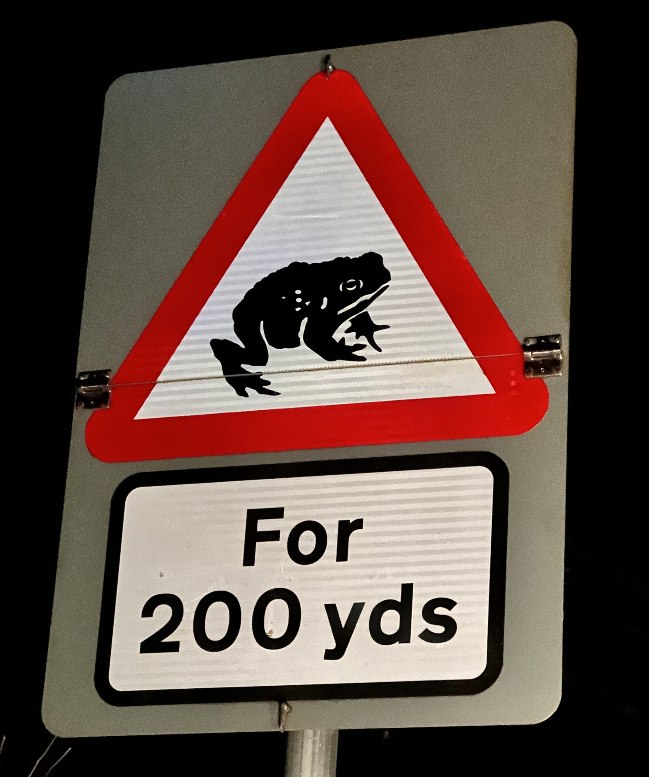 Toad crossing, by Libby Drew