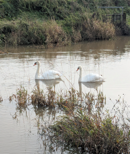 Swans on the river Adur, Andrea Finch