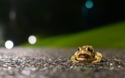 Why Did the Toad Cross the Road?