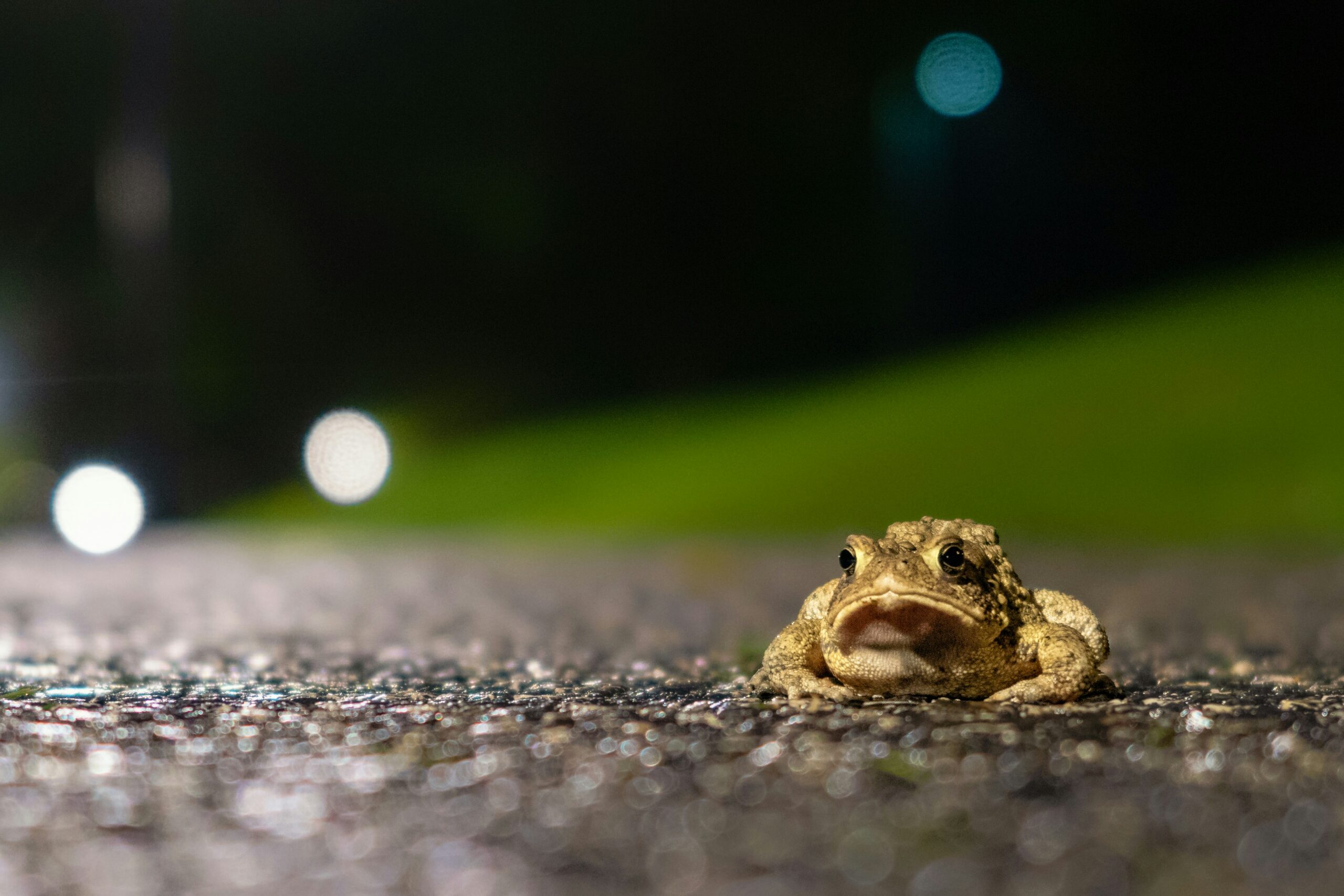 Common toad on road, by Charles Jackson, Unsplash