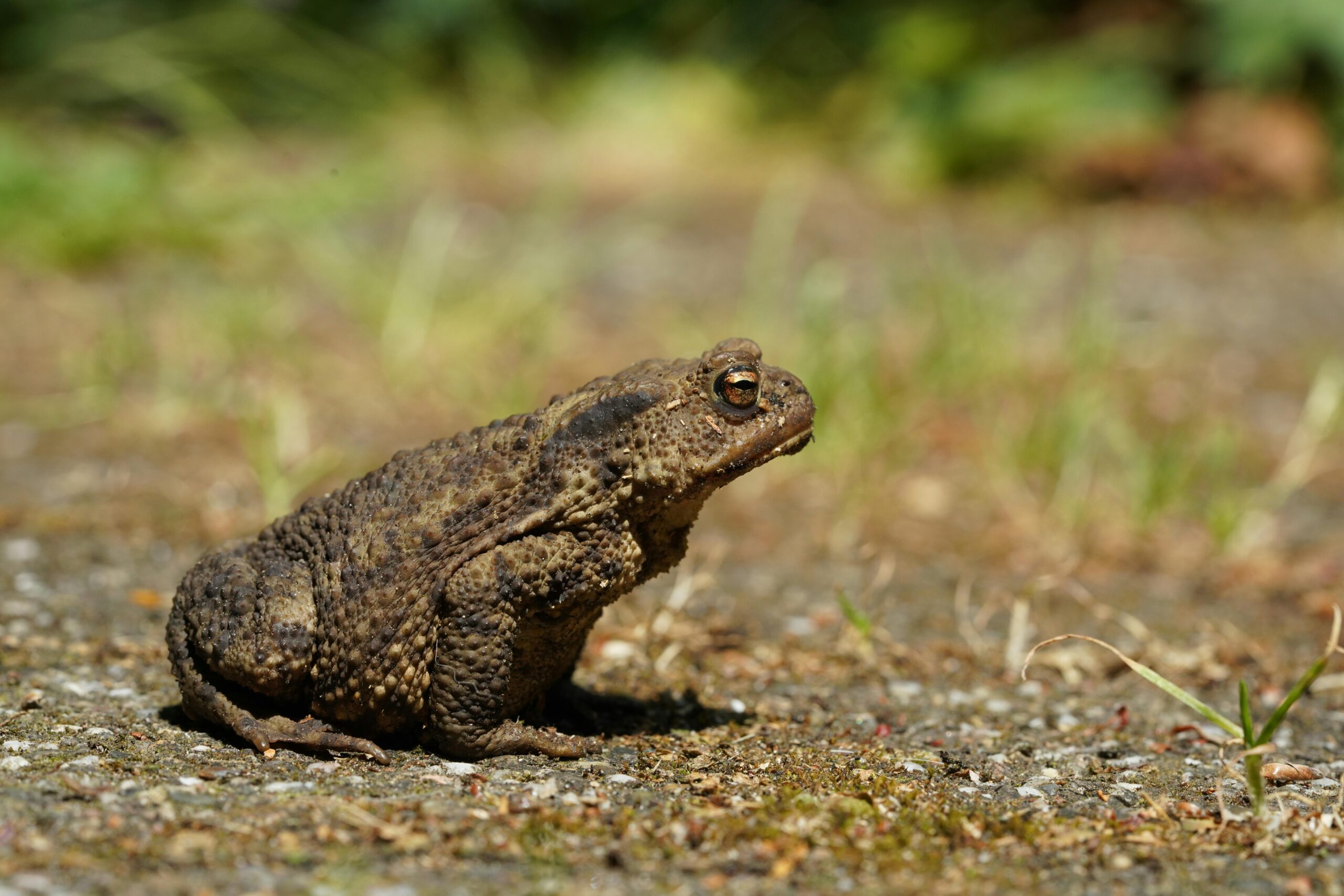 Common toad, by Cornelis Johannes (Kees) van Leeuwen, Pexels