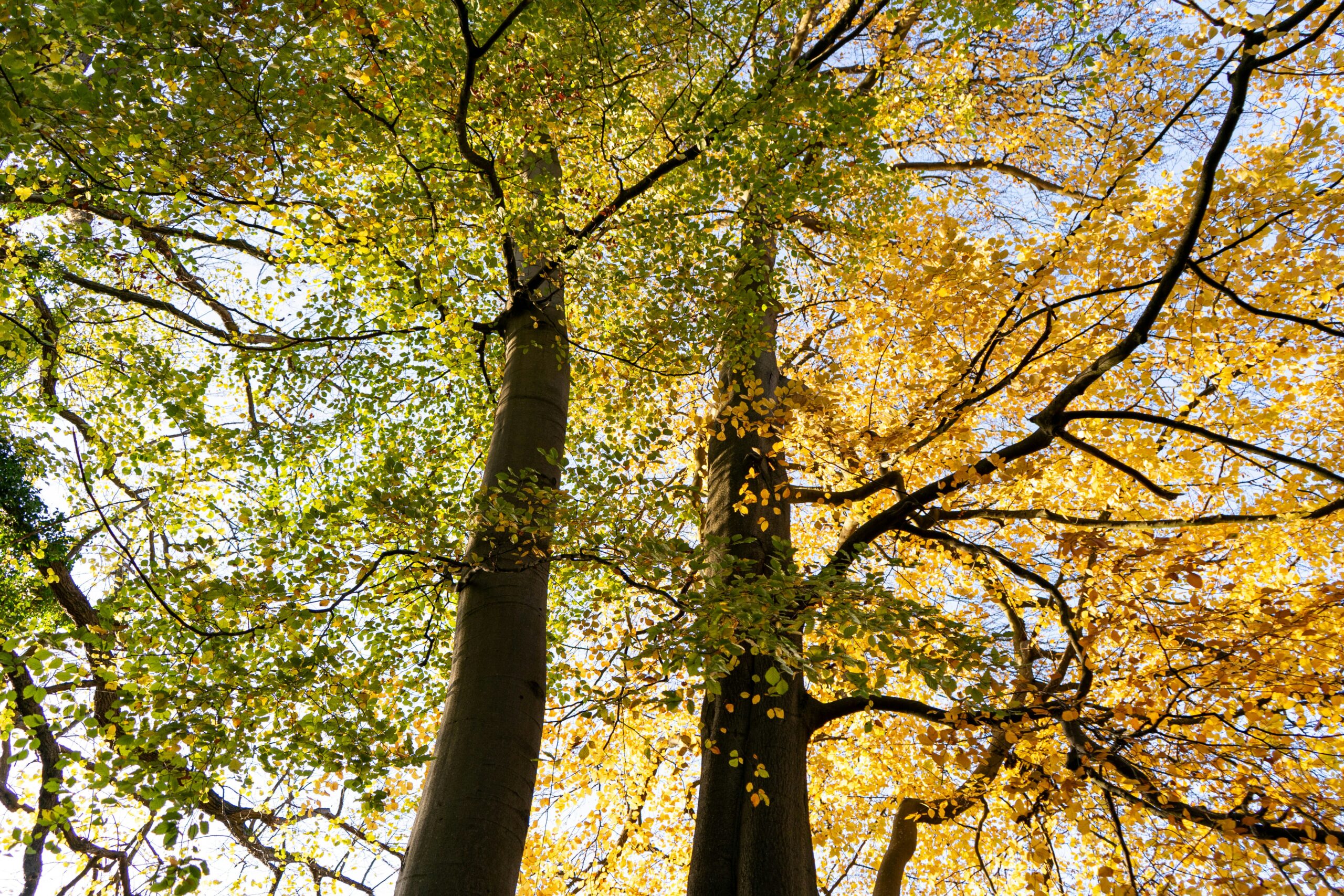 Woodland canopy, by Sam Di Risio, Unsplash