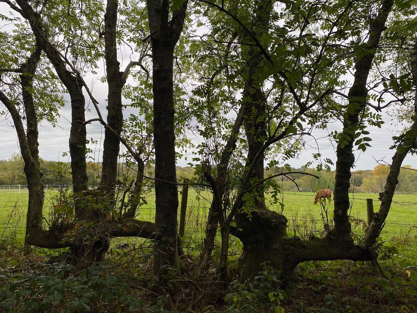 Ash trees showing historical laying, Roots West Sussex