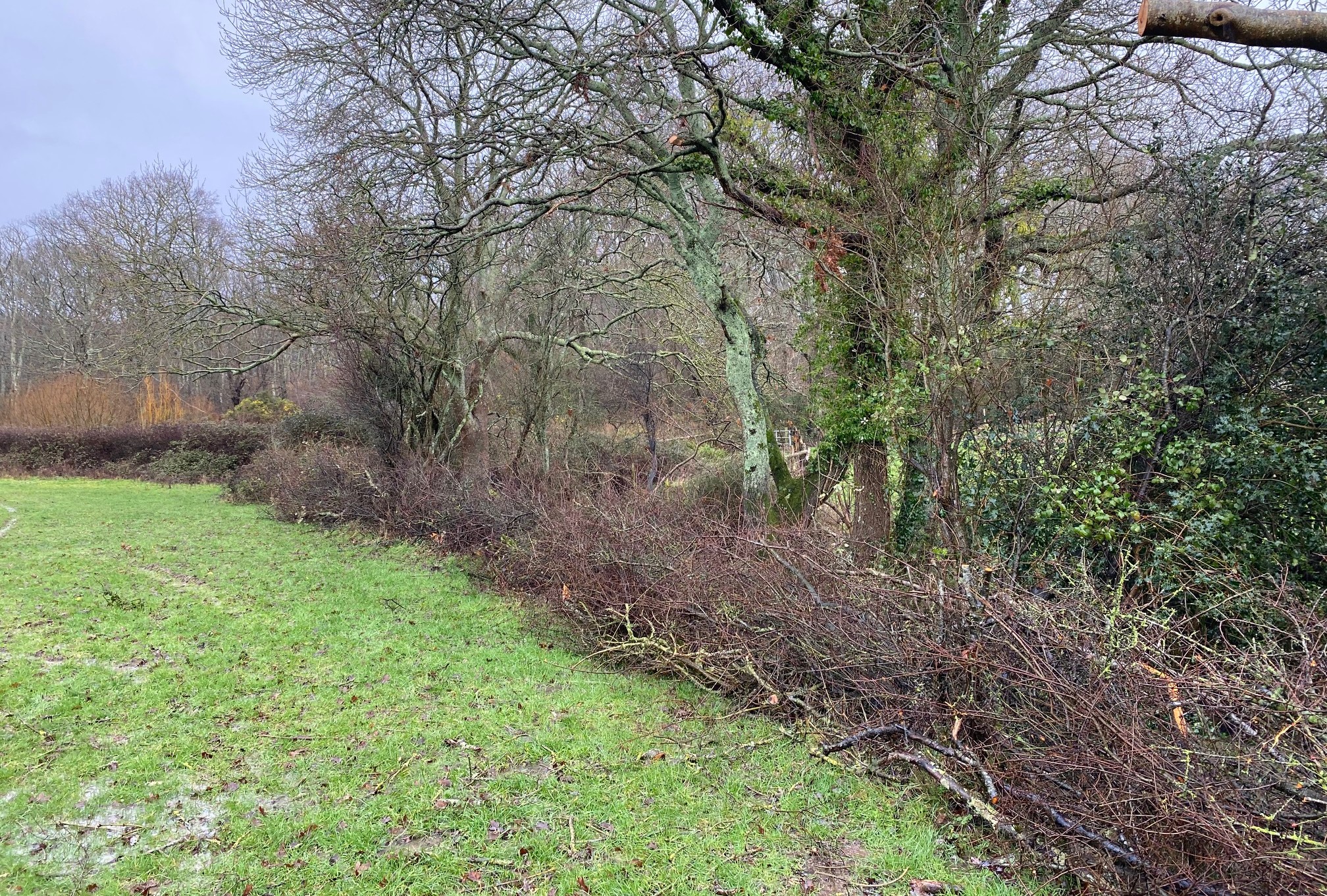 Blackthorn hedgerow laid, by Roots West Sussex