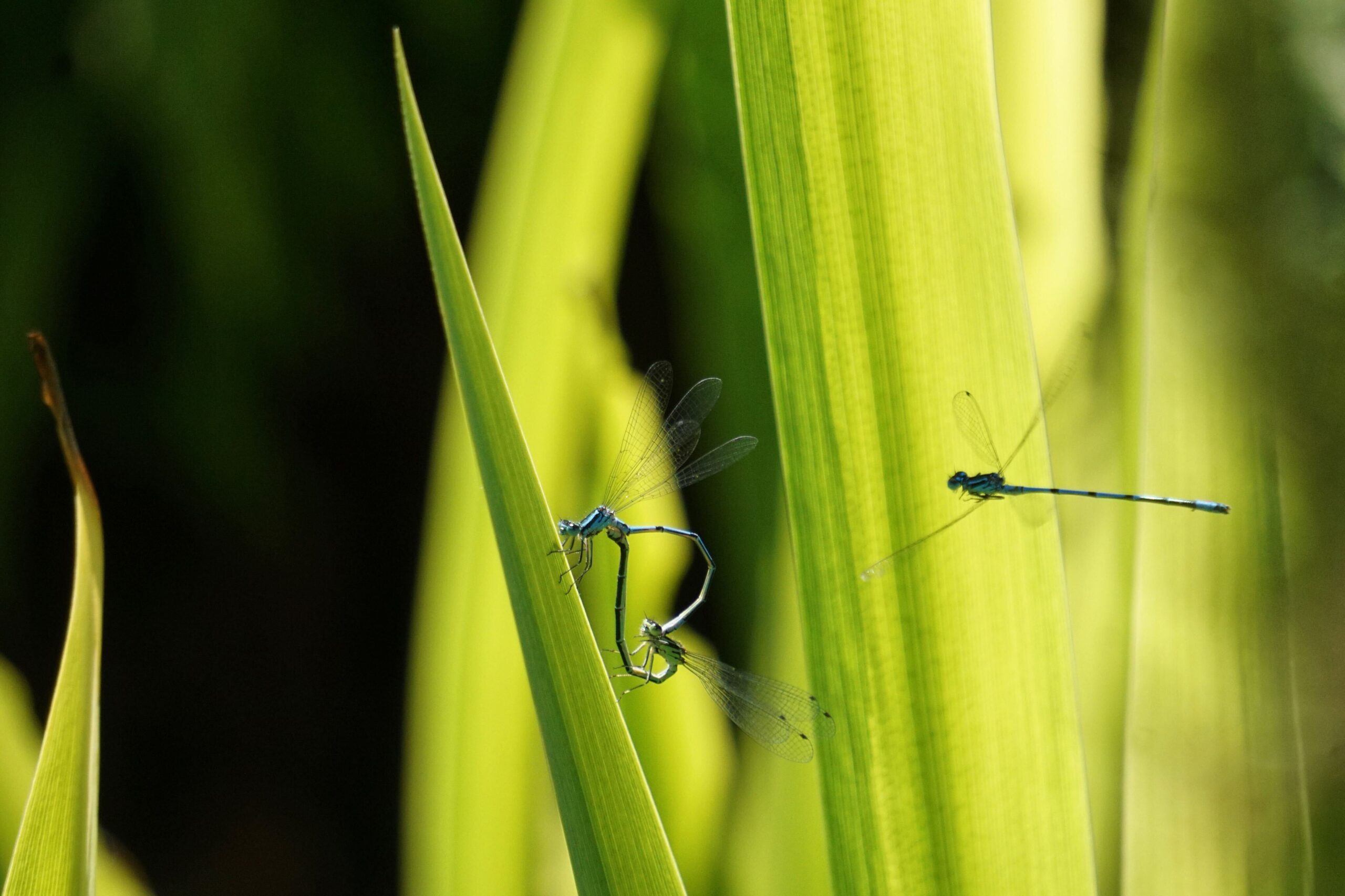 Mating damselfly, by Libby Drew