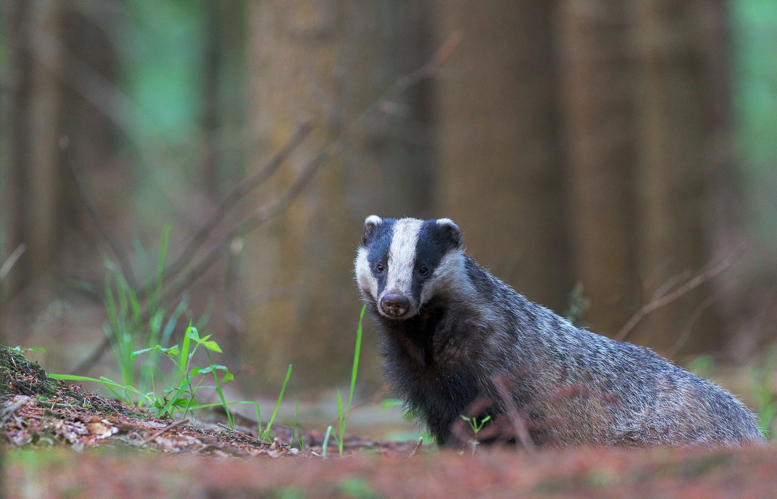Badger, by Hans Veth, Unsplash