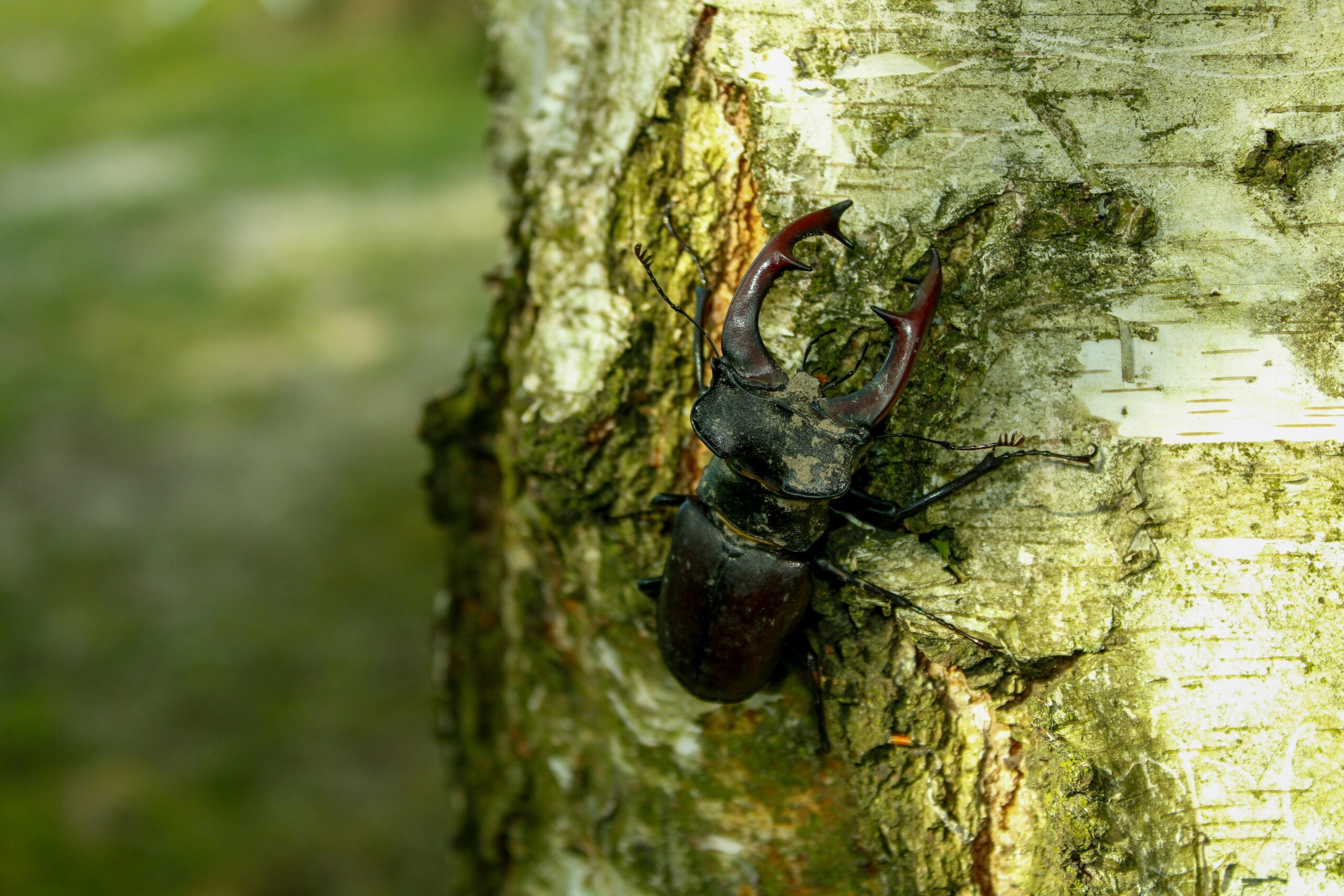 Stag beetle, by BAB2056, Pexels