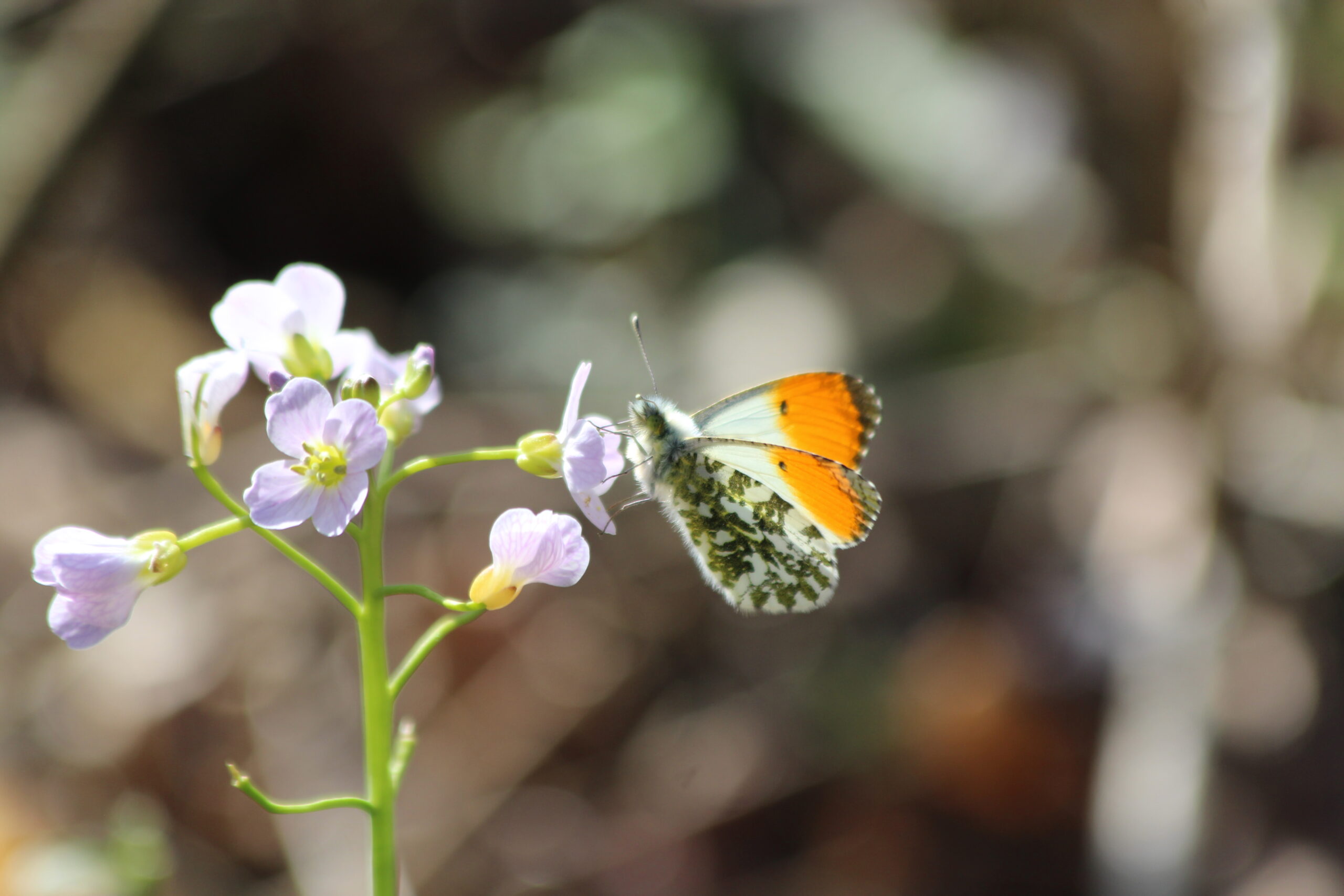 Orange tip butterfly, Sam Joy