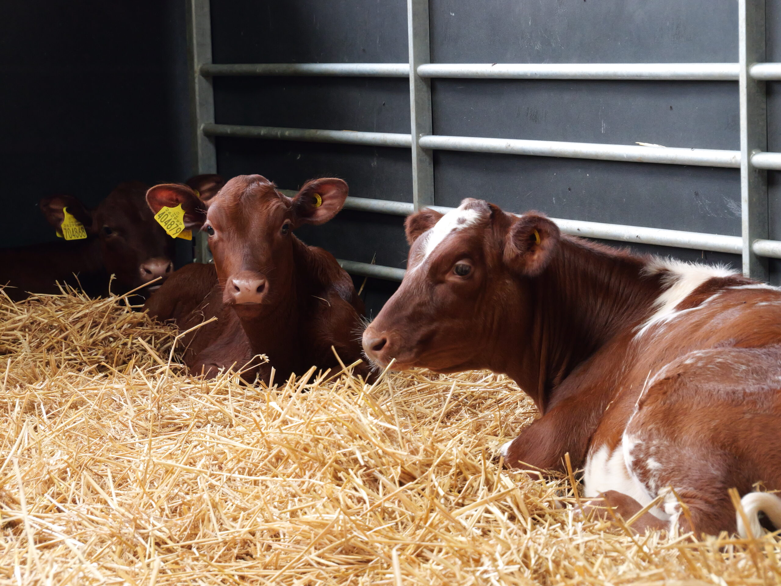 Goodwood Home Farm Cows