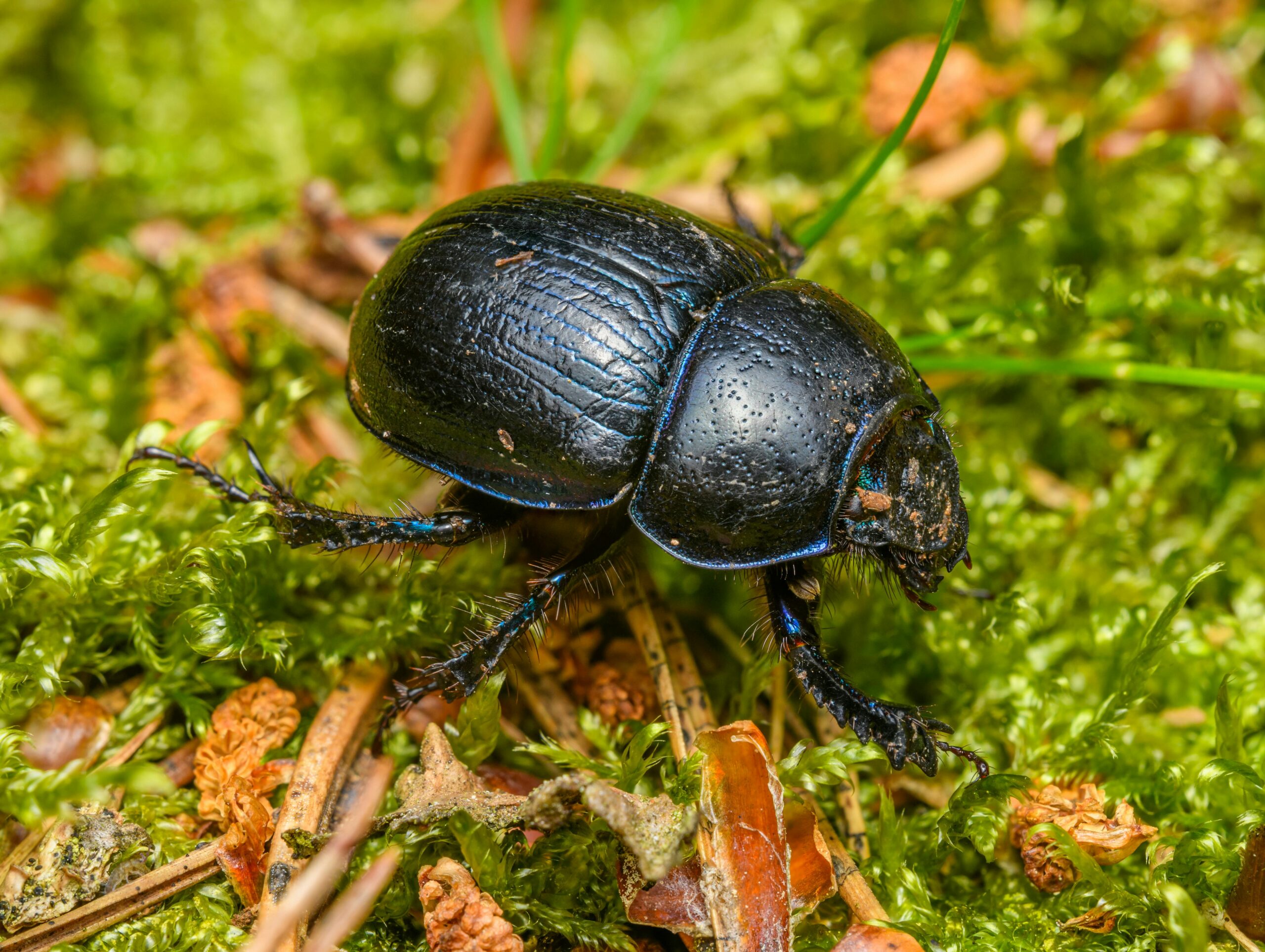 Dung beetle, Petr Ganaj , Pexels
