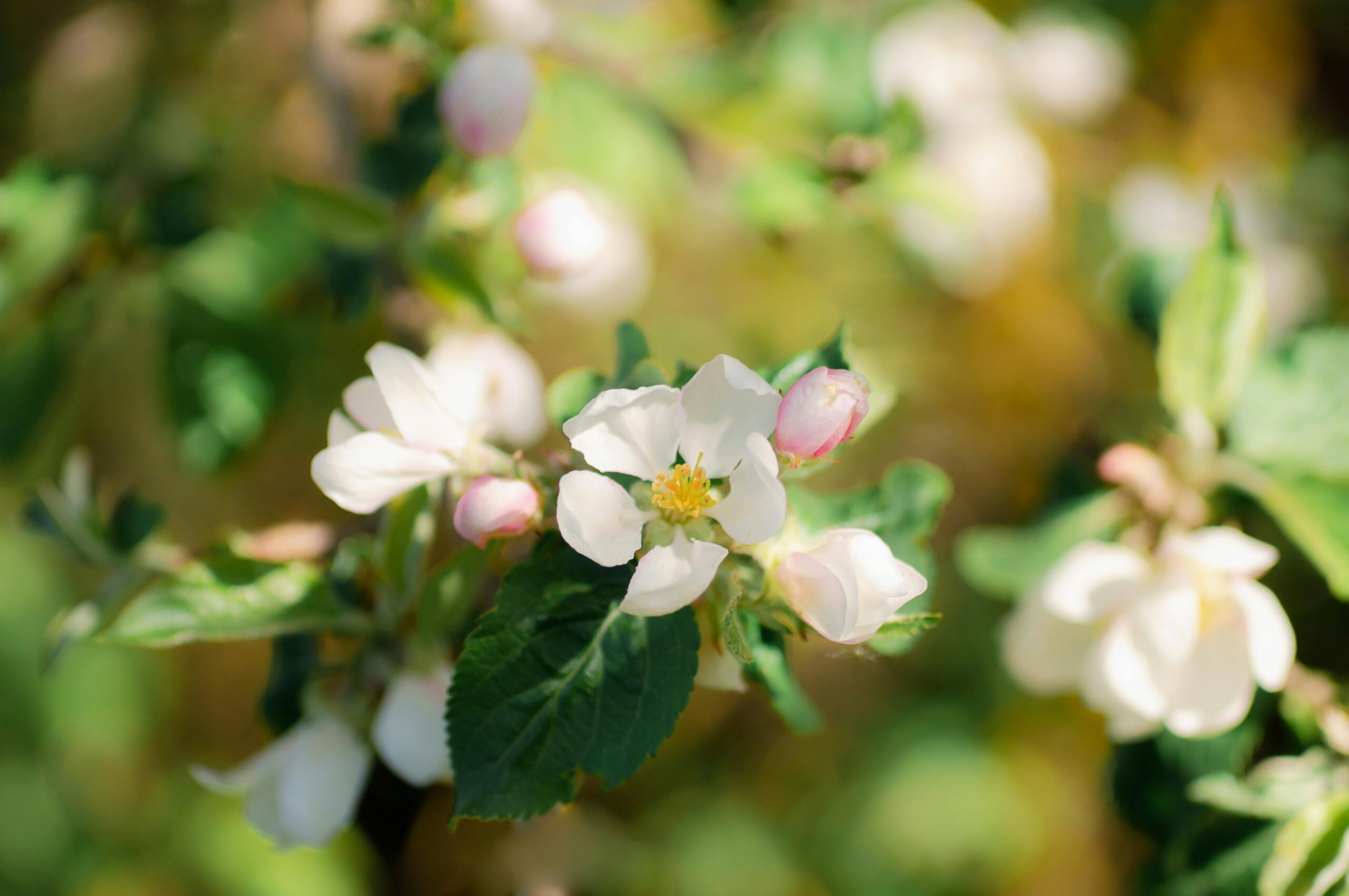 Apple blossom, Ruslan Sikunov, Pexels