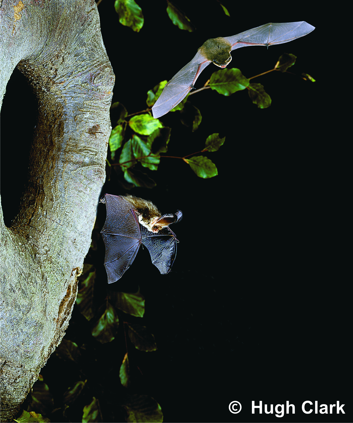 Brown long-eared bat and Pipistrelle, by Hugh Clark
