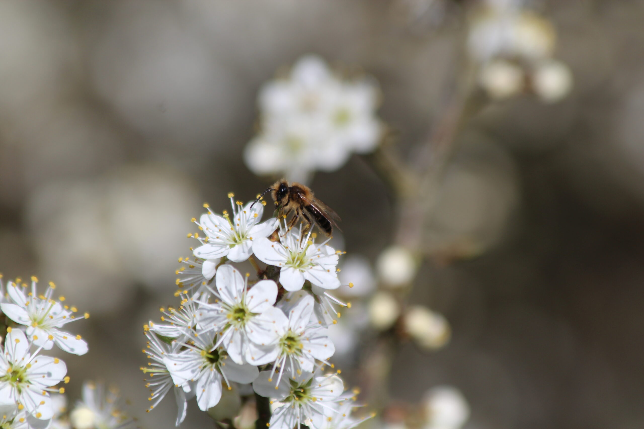 Bee on blackthorn, Sam Joy