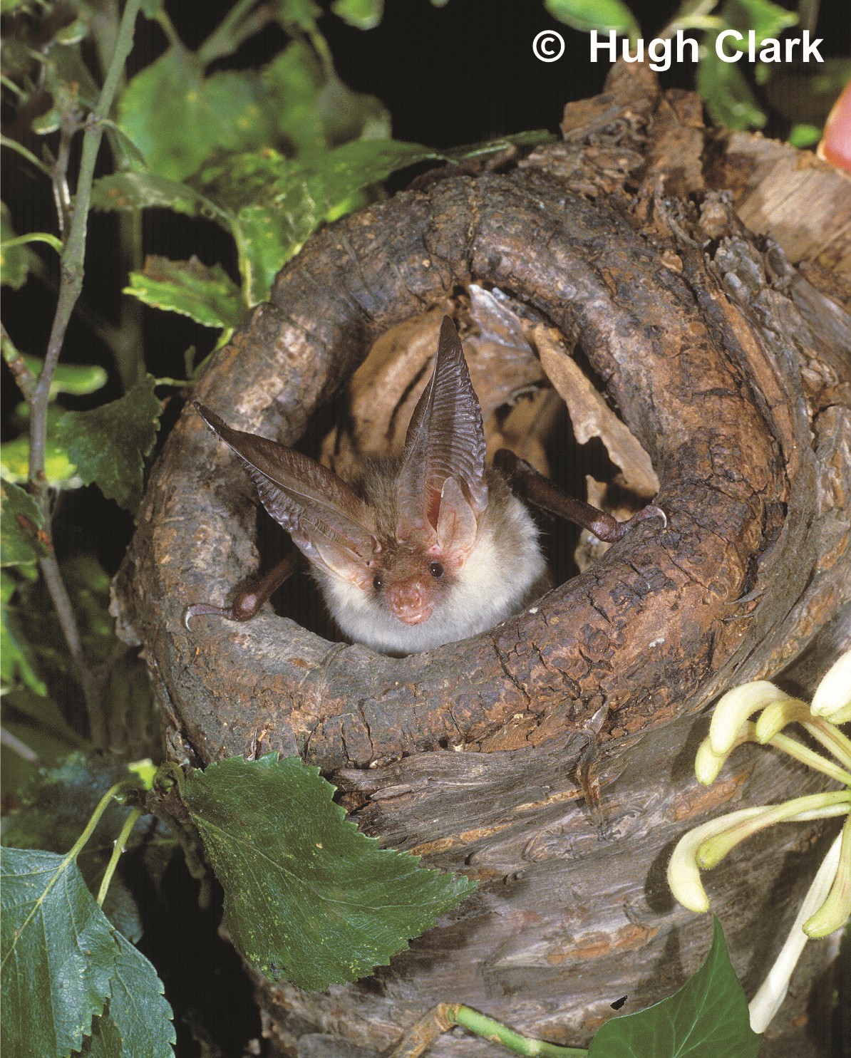 Brown long-eared bat, by Hugh Clark