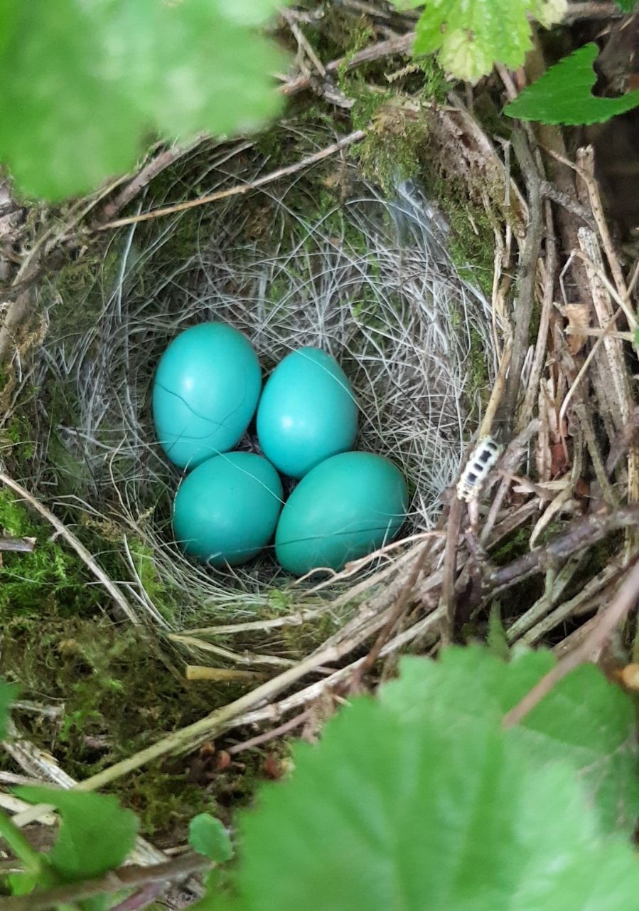 Dunnock Eggs, Penny Green