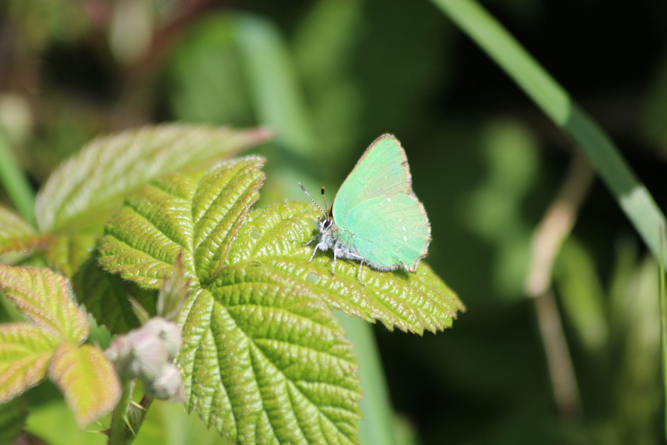 Green hairstreak butterfly, Sam Joy