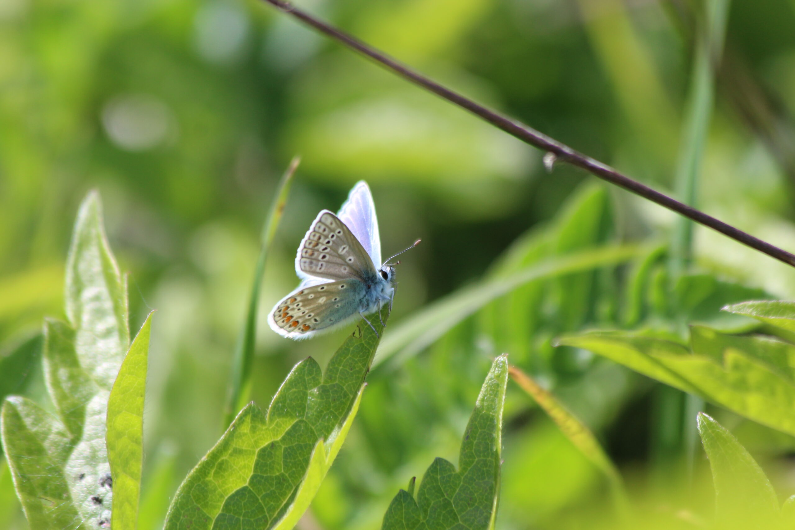 Common blue, Sam Joy