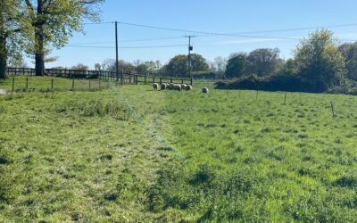 Weald to Waves: Mob Grazing and Soil Health Knowledge Share