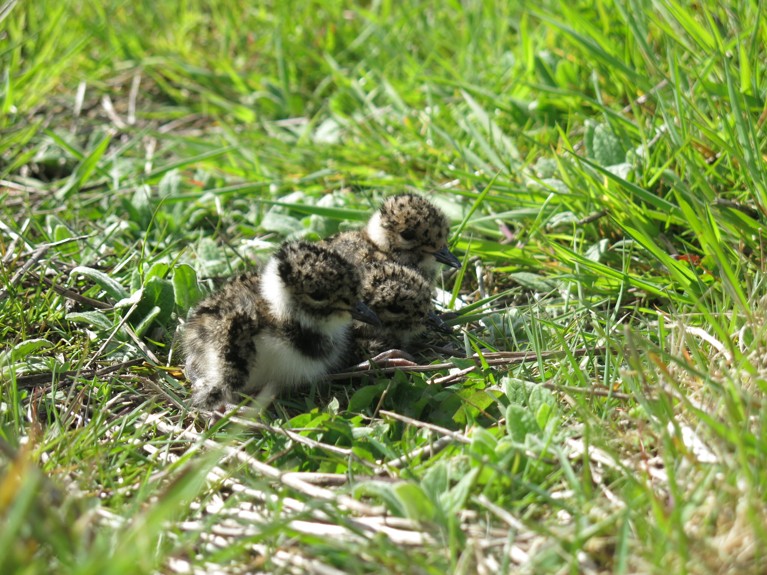 Lapwing Chicks, Penny Green