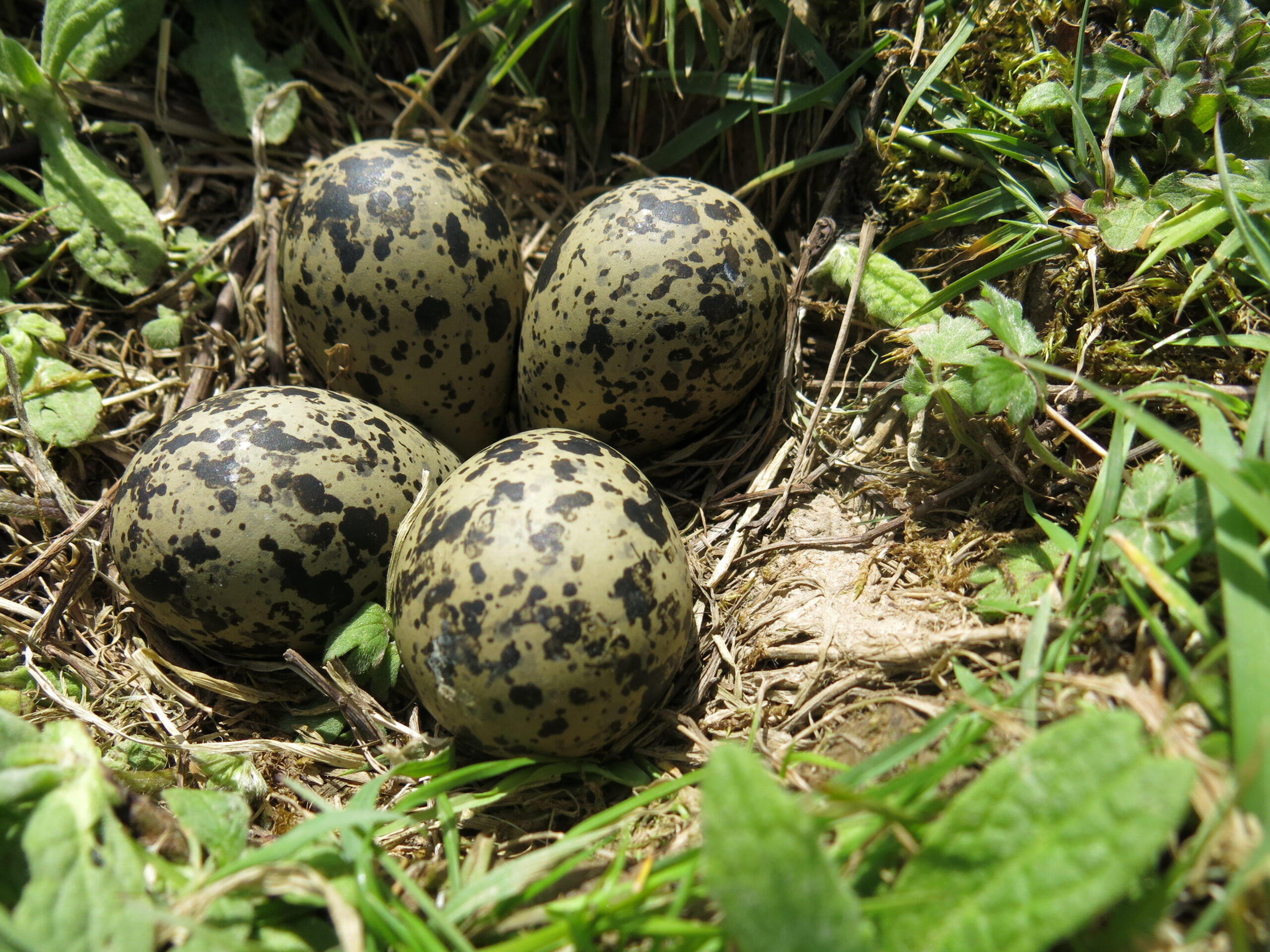Lapwing Eggs, Penny Green