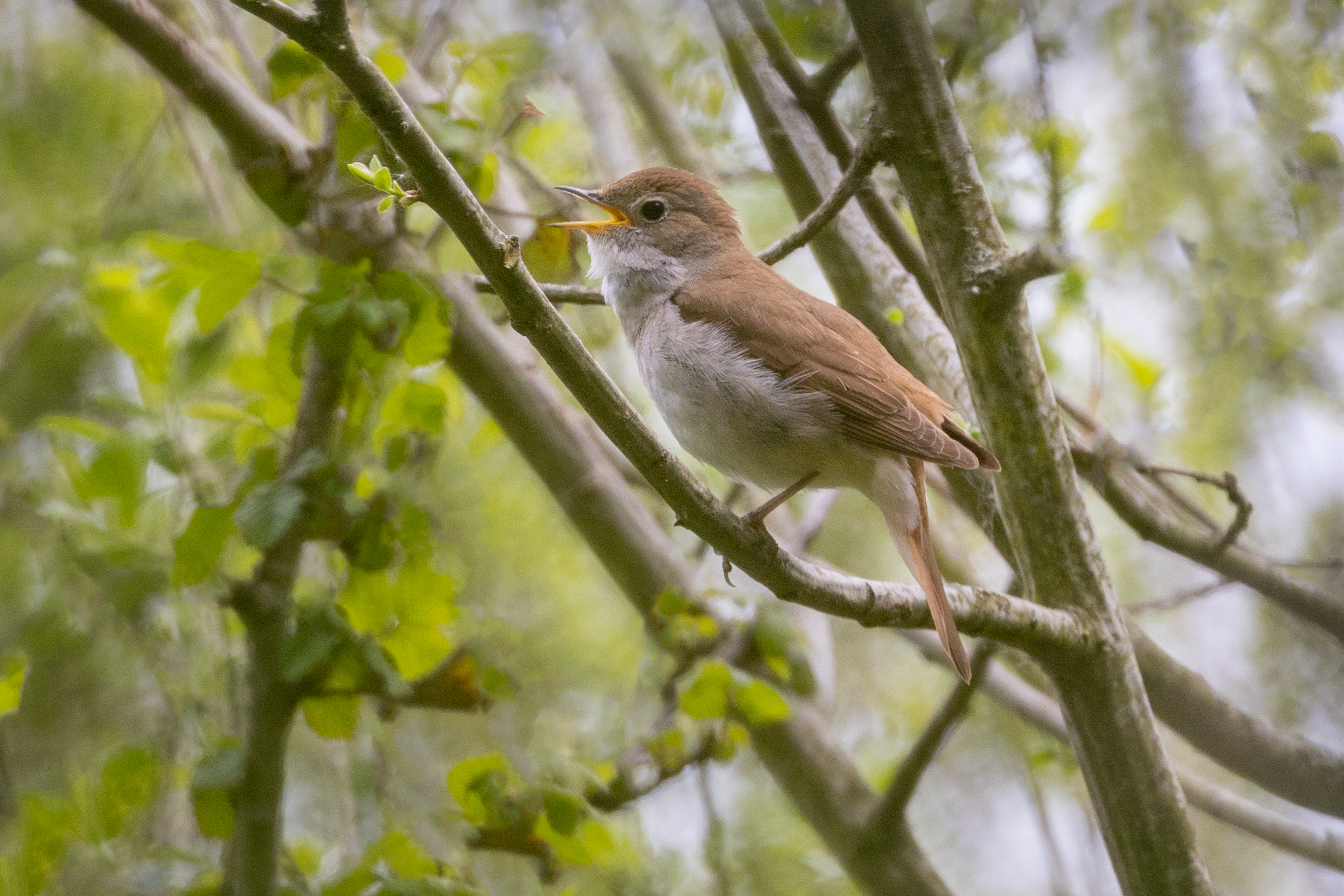 Nightingale, David Oldham