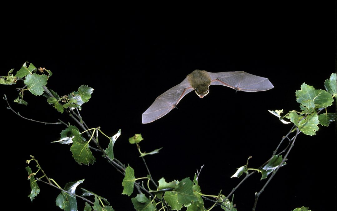 Pipistrelle by Hugh Clark