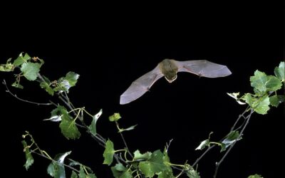 Bats on the Move, Why Connected Landscapes Matter