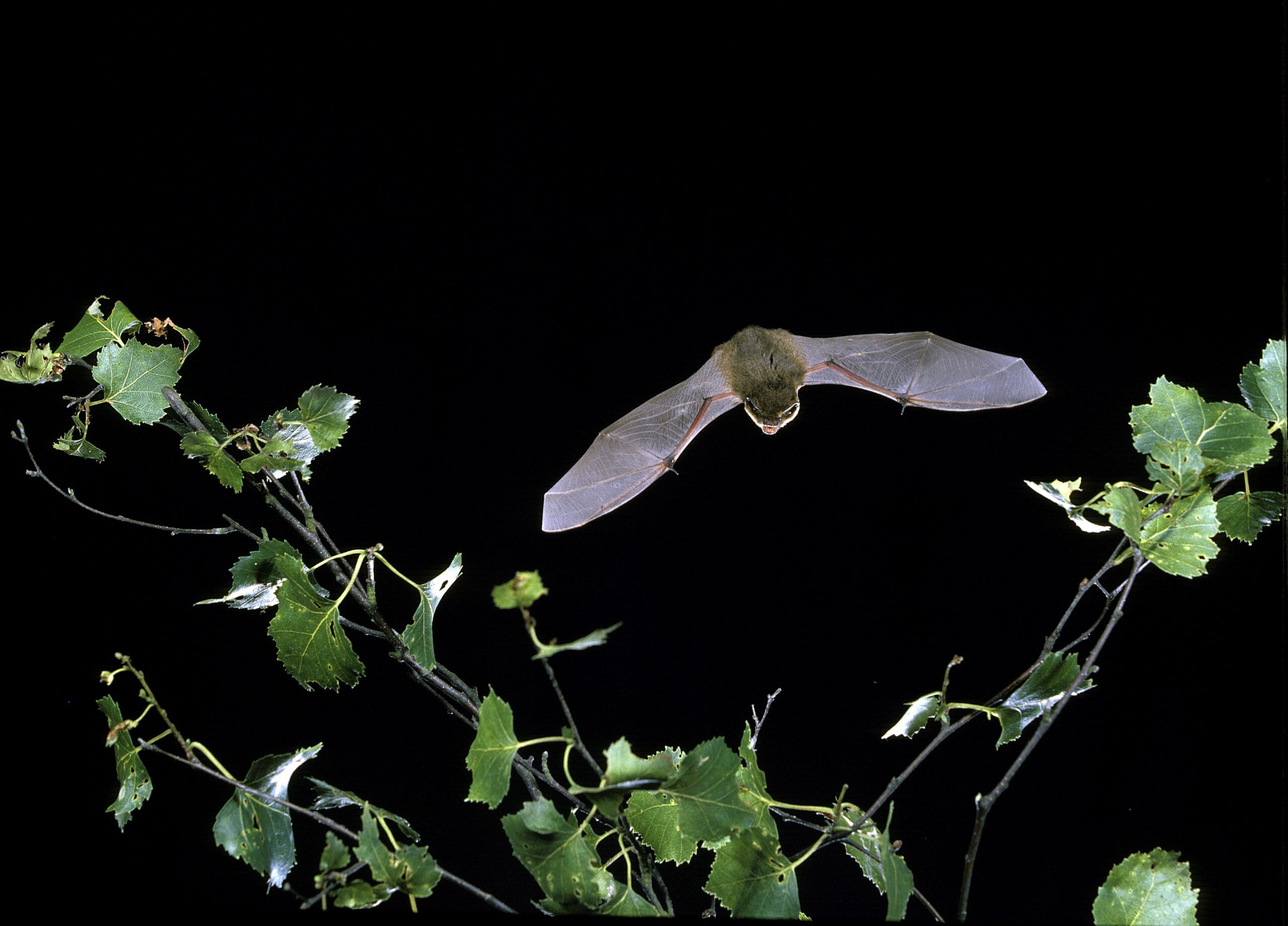 Pipistrelle by Hugh Clark