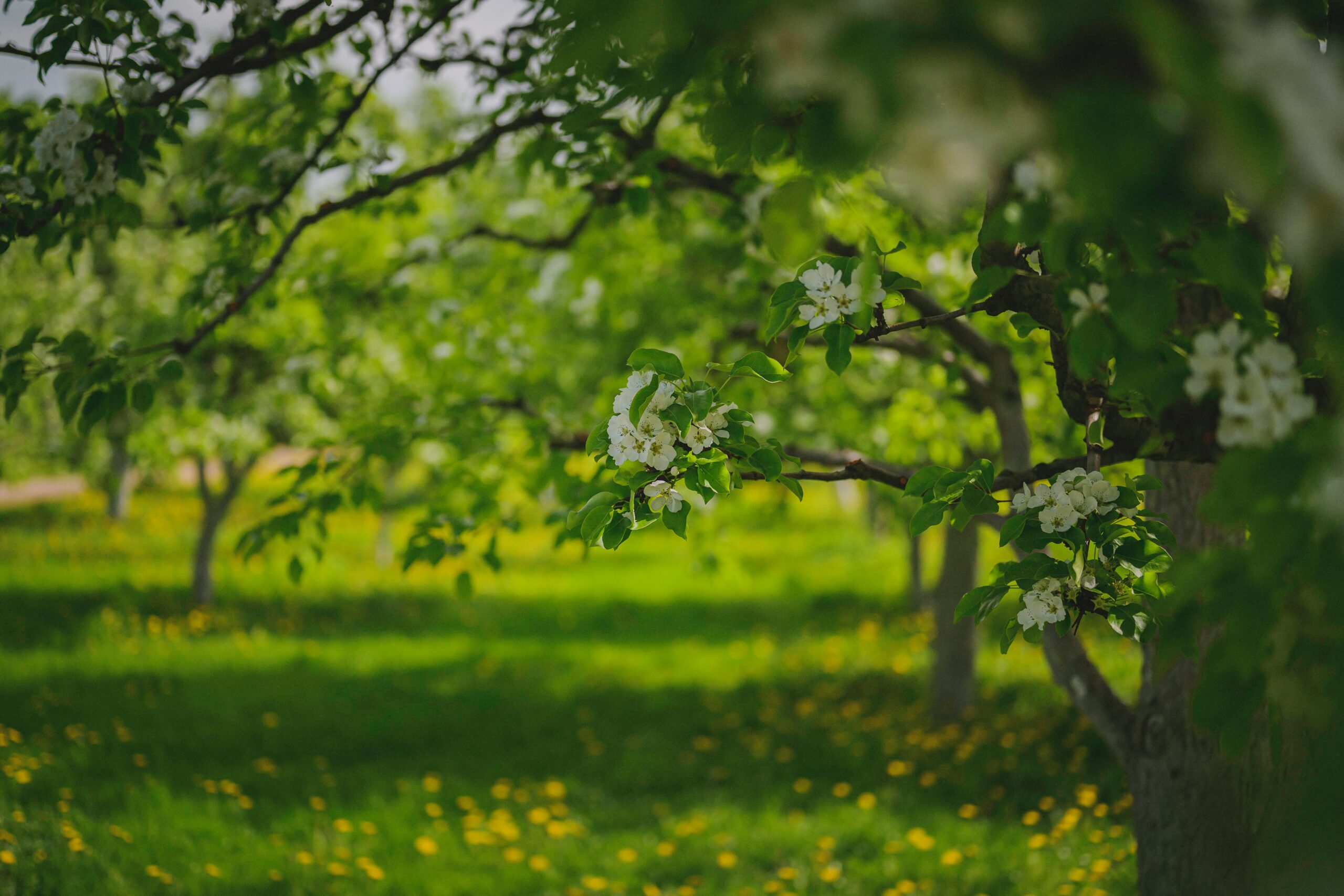 Orchard, by Egor Myznik, Unsplash