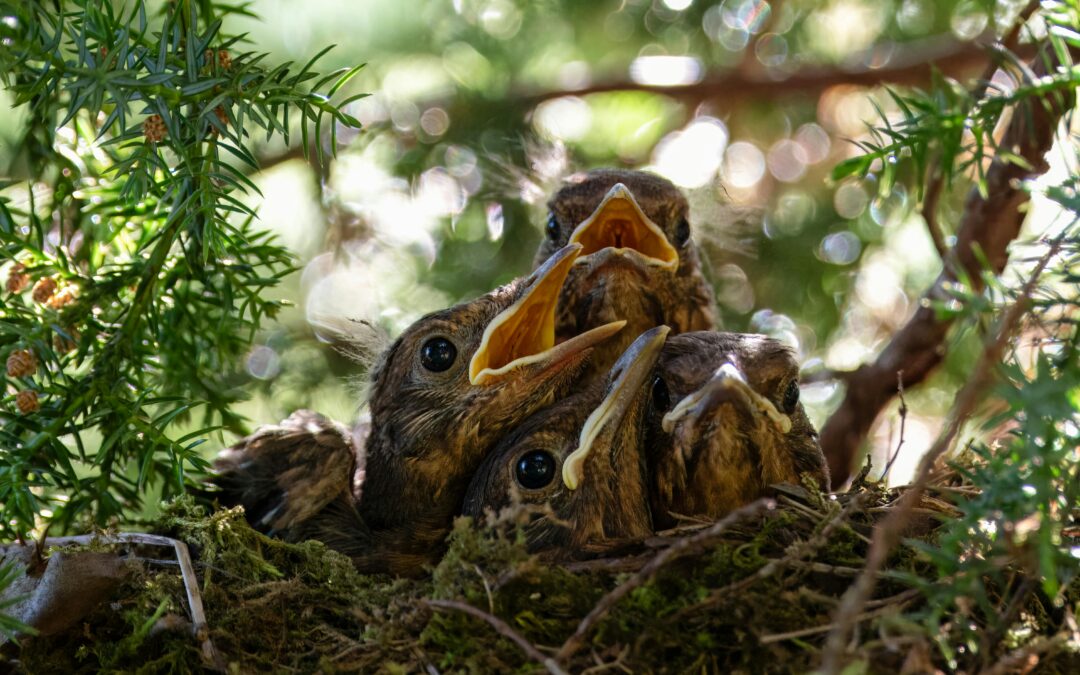Chicks in nest, Willfried Wende, Pexels