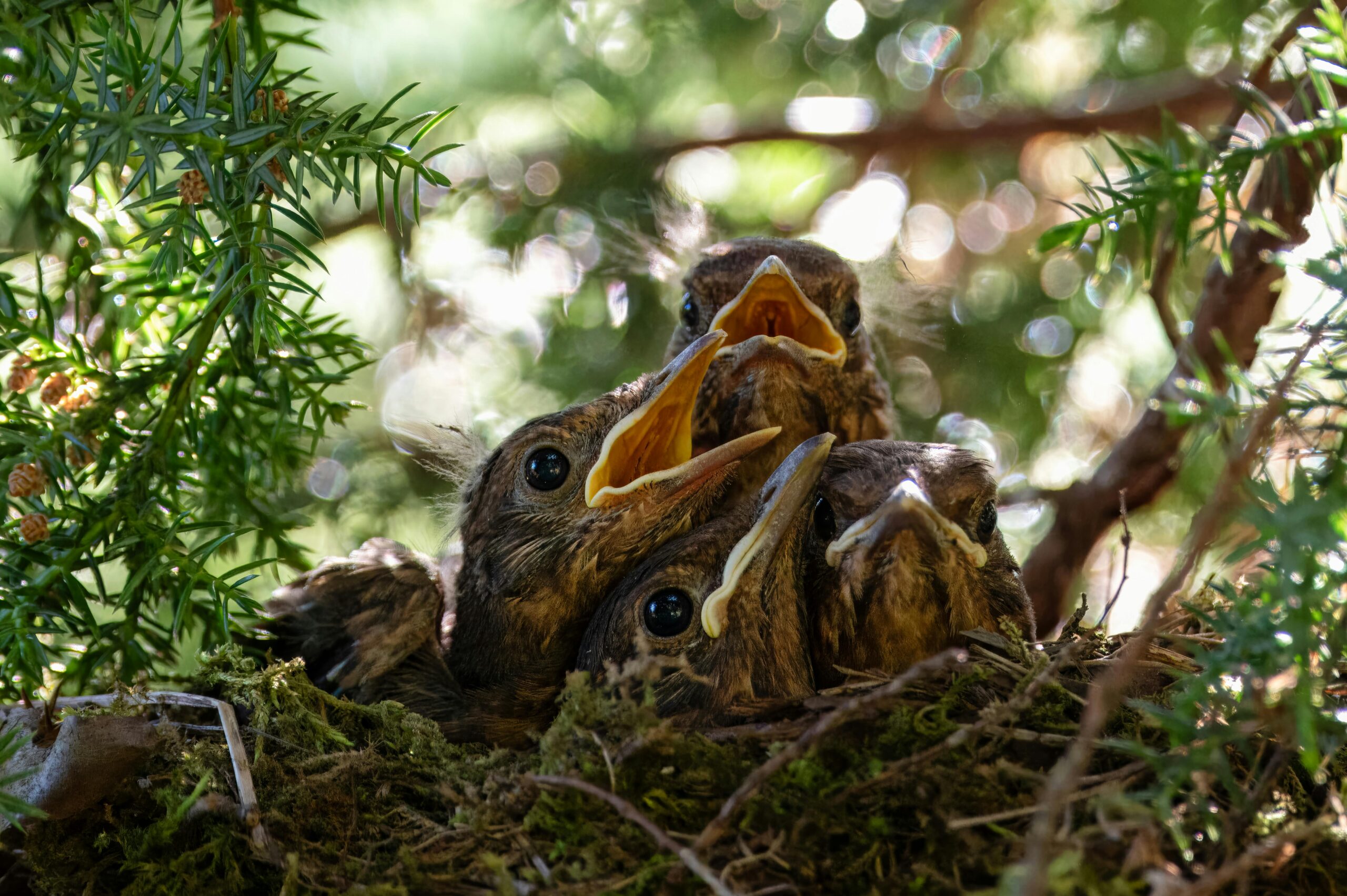 Chicks in nest, Willfried Wende, Pexels