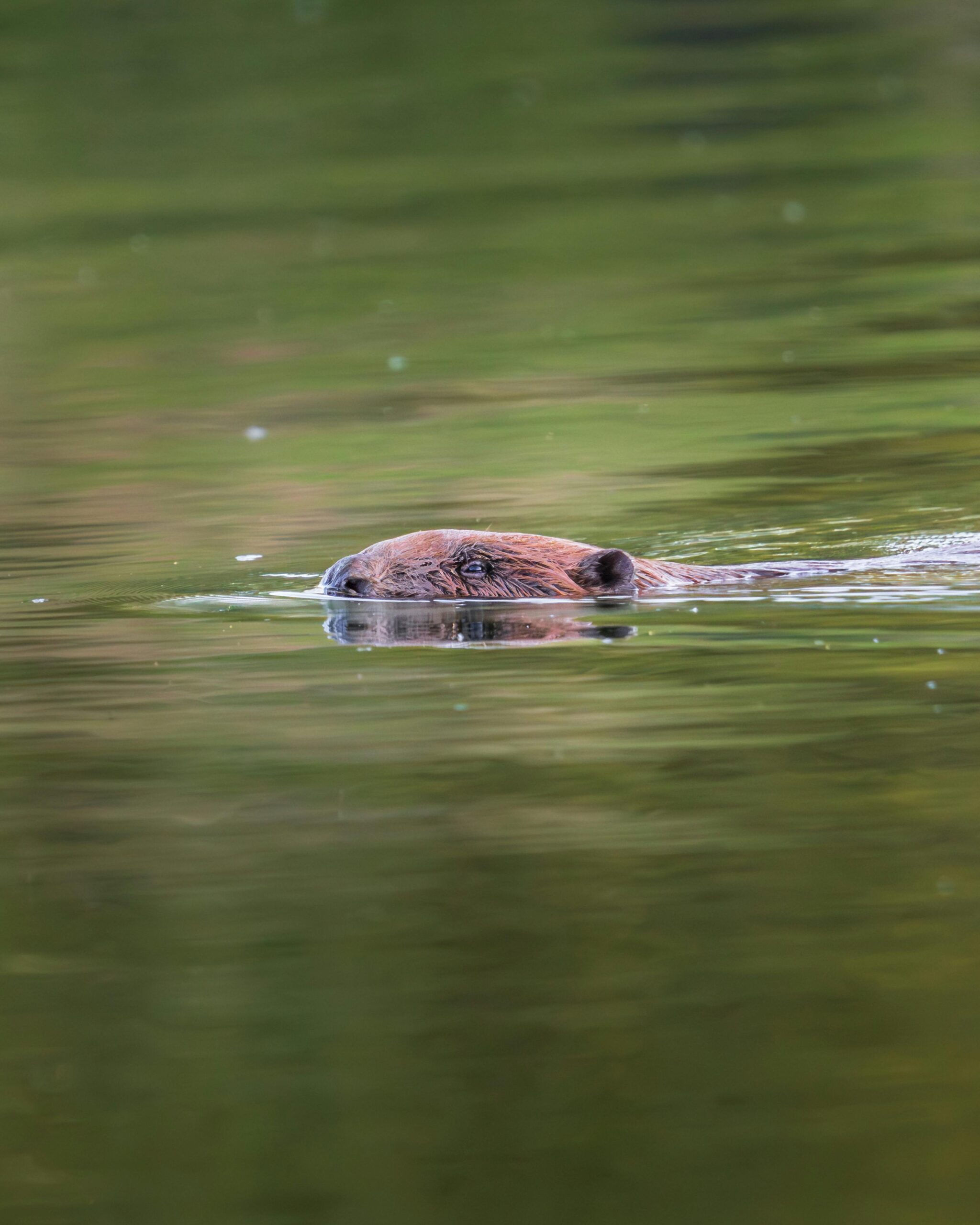 Beaver, Gabor Gelencser, Pexels