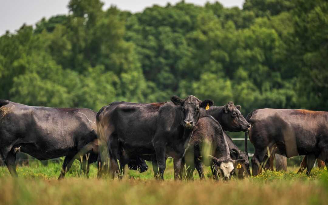 Weald to Waves: Mob Grazing and Soil Health Knowledge Share