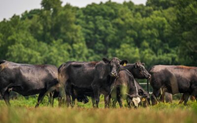 Weald to Waves: Mob Grazing and Soil Health Knowledge Share
